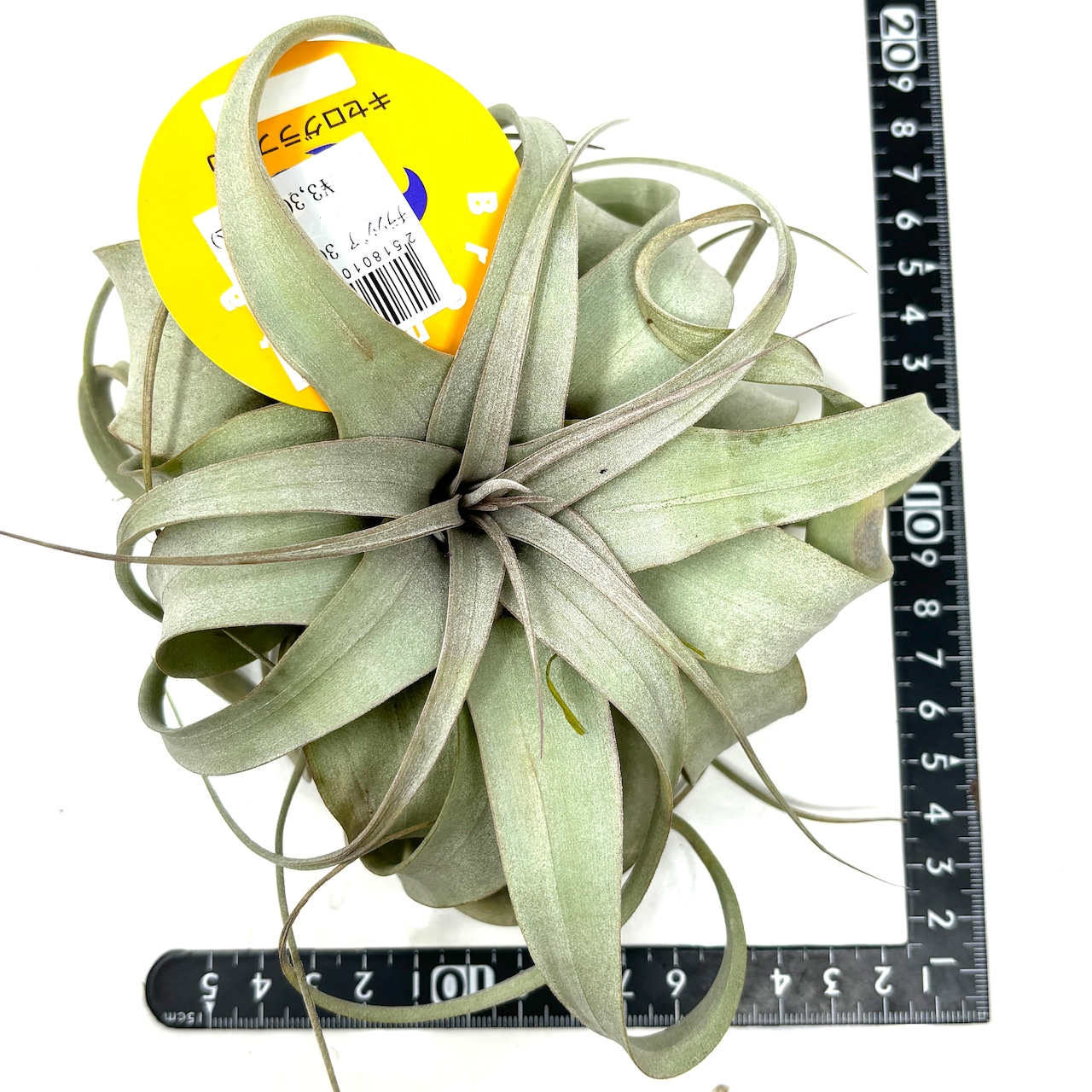 チランジア キセログラフィカ【620】