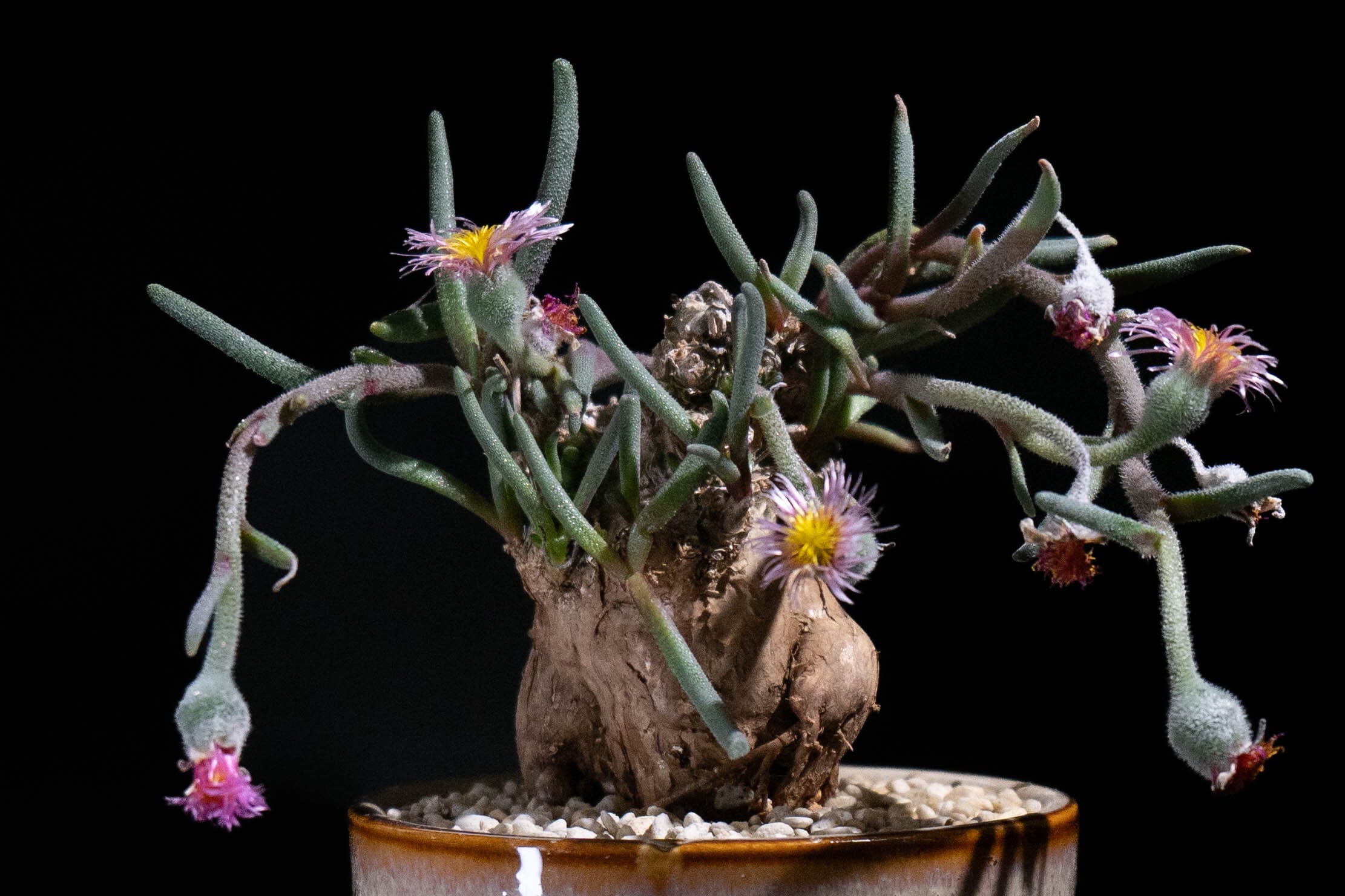 フィロボルス テヌイフロルス＋STREAK | RePlants