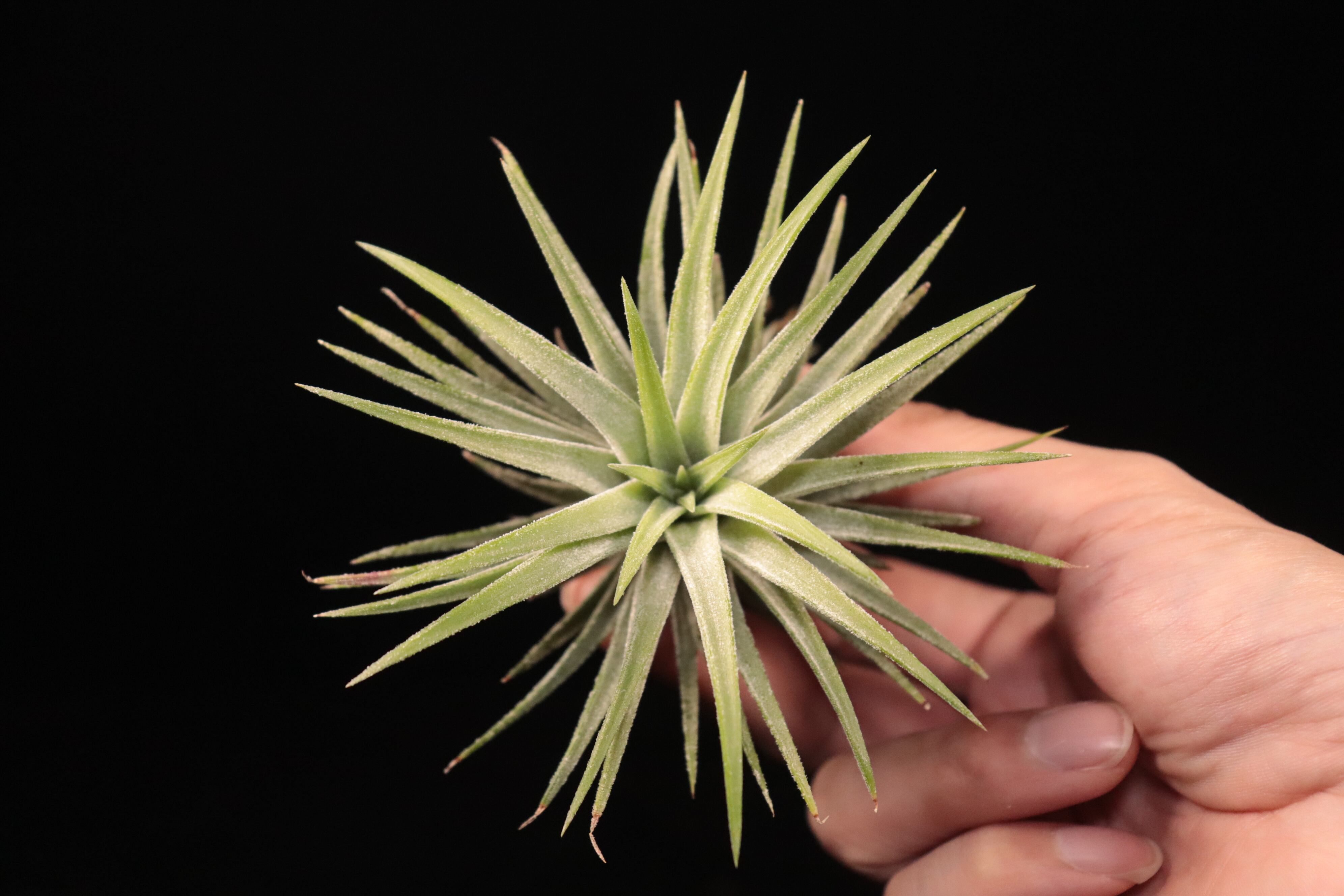 Tillandsia ionantha 'Monstrose' x vanhyningii 'Jumbo' (開花株