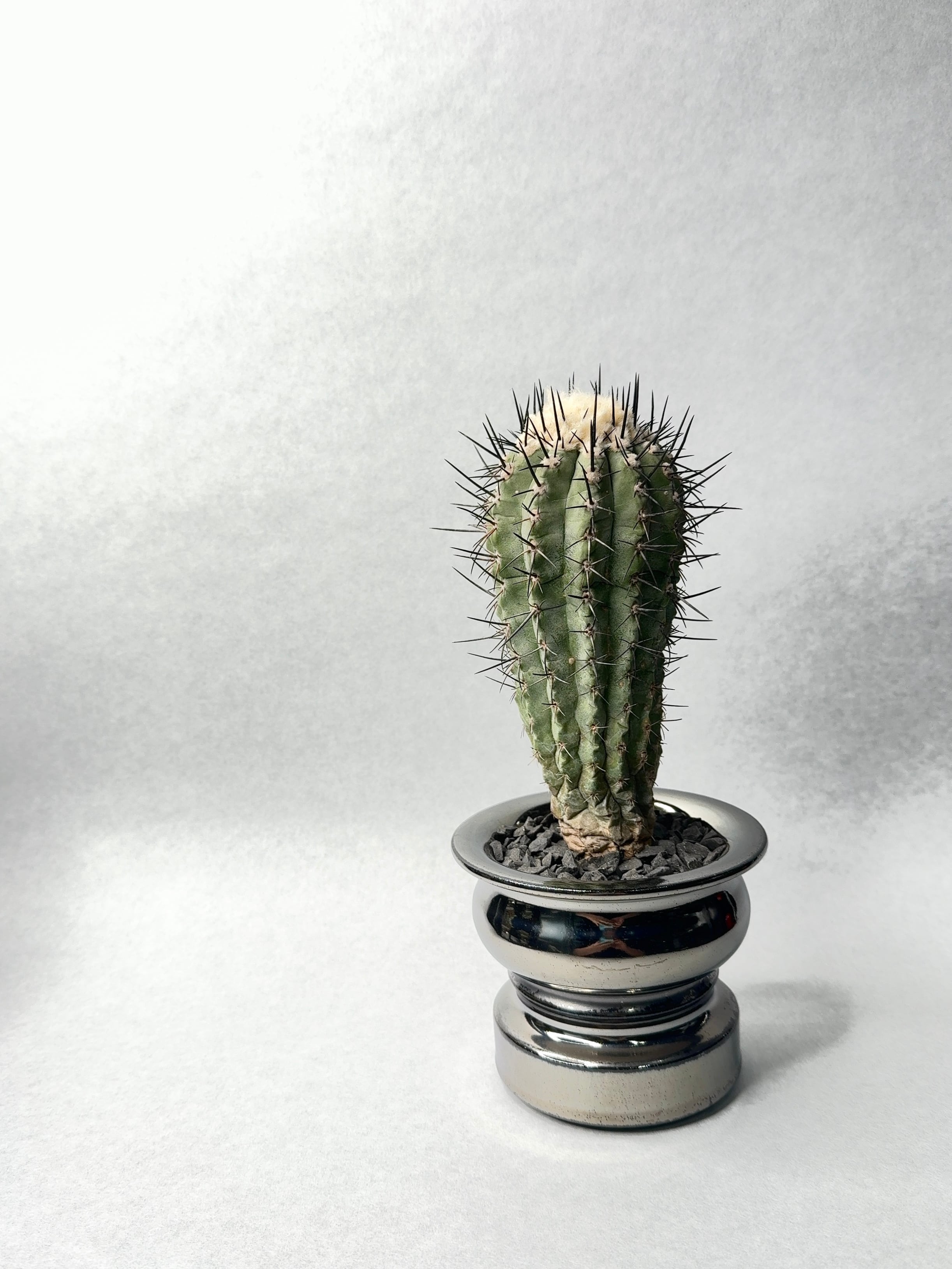 コピアポア 黒士冠ダブルベッド× NEIGHBORHOOD SRL コピアポア 黒士冠