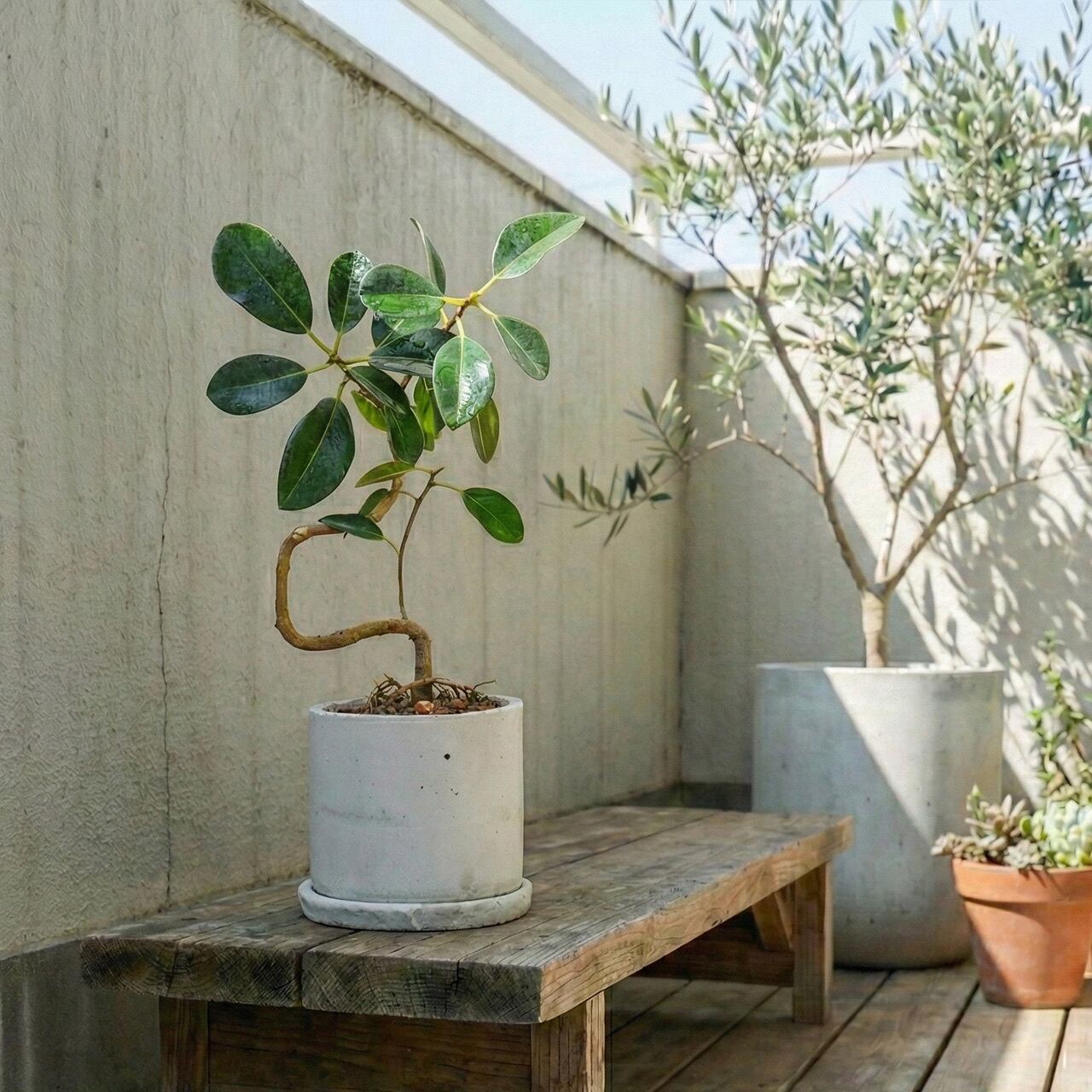 渇きが良くて虫発生も抑える用土を使用。小ぶりな葉が可愛い、美しい曲がりのフランスゴムの木【手作りモルタル鉢】
