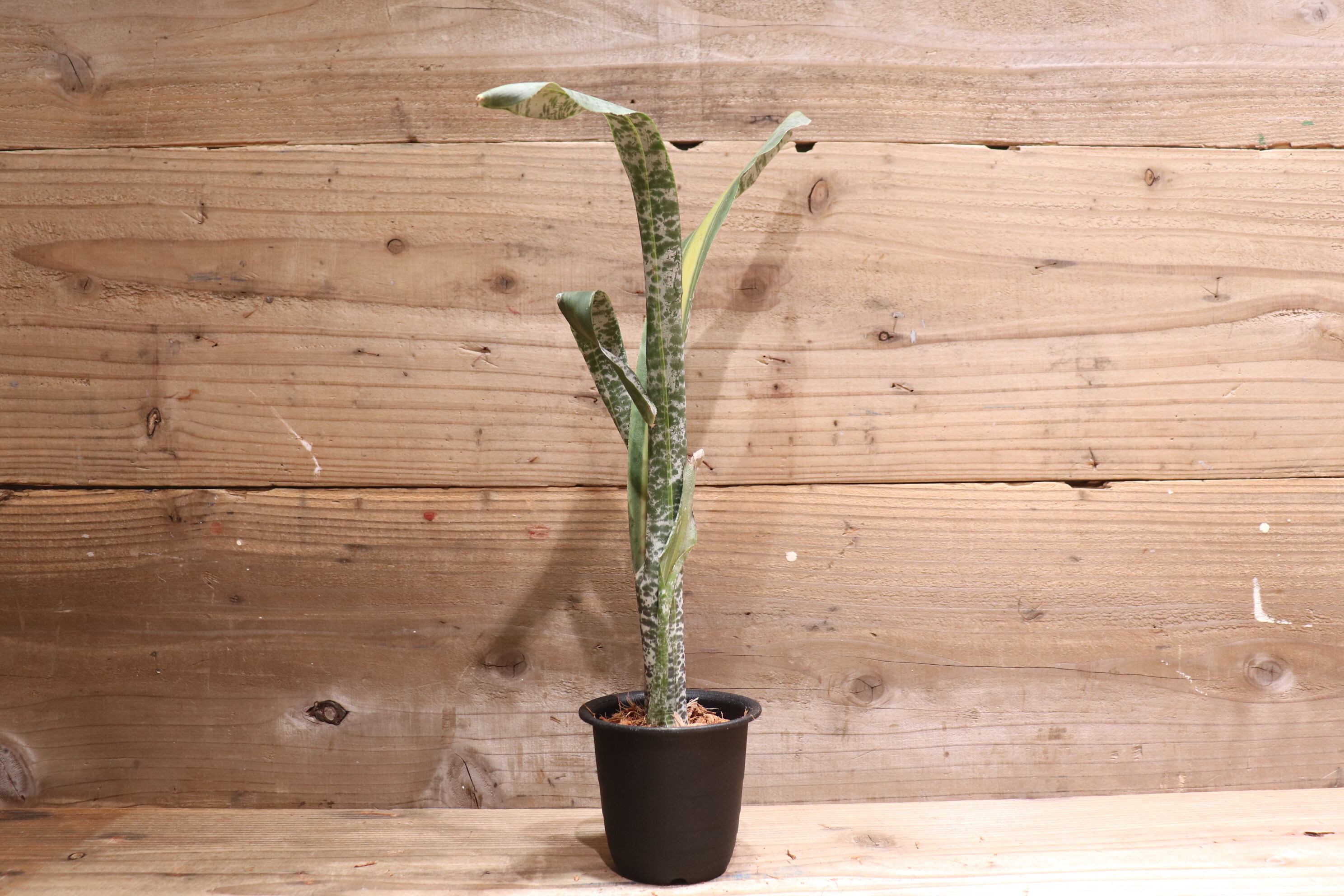 送料無料】Quesnelia 'Rafael Oliveira'〔ケスネリア〕現品発送Q0016