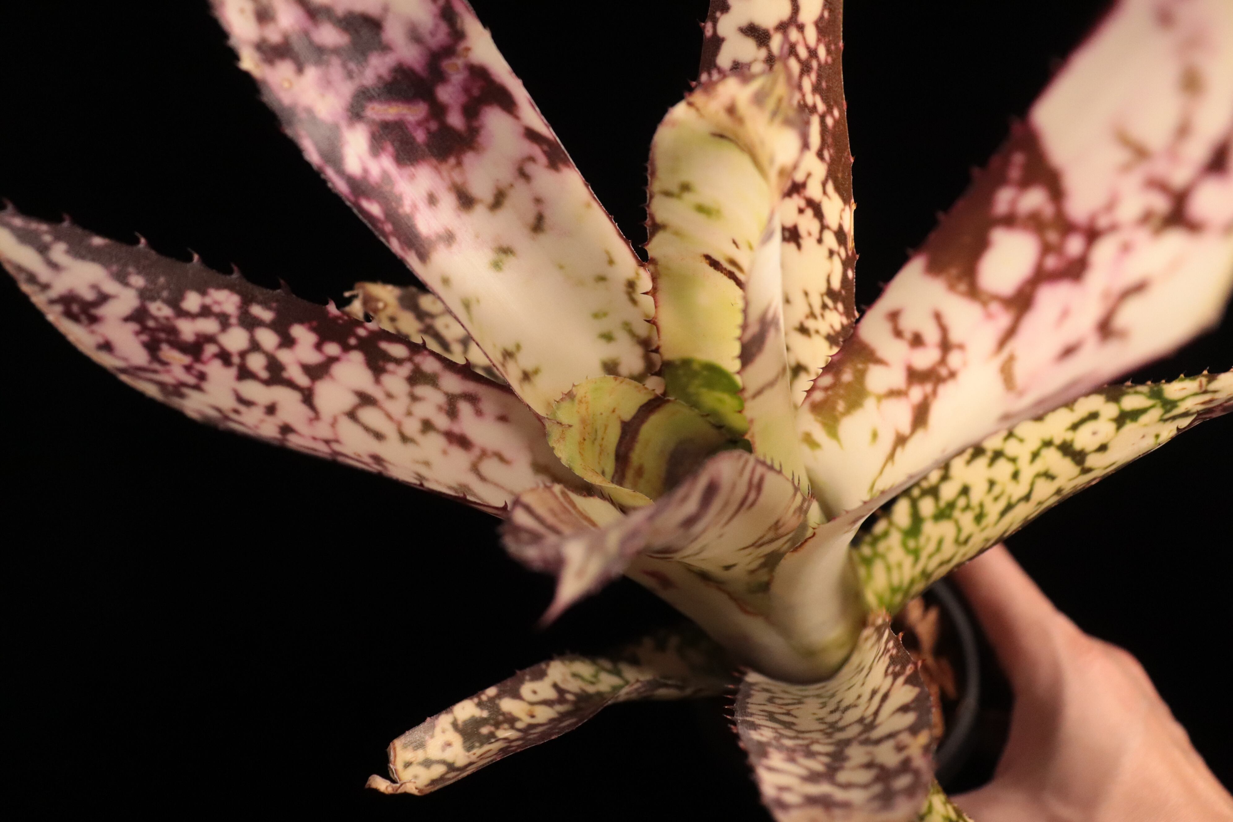 送料無料】Billbergia Birds of the Paradise (Hallelujah x Alaka'i