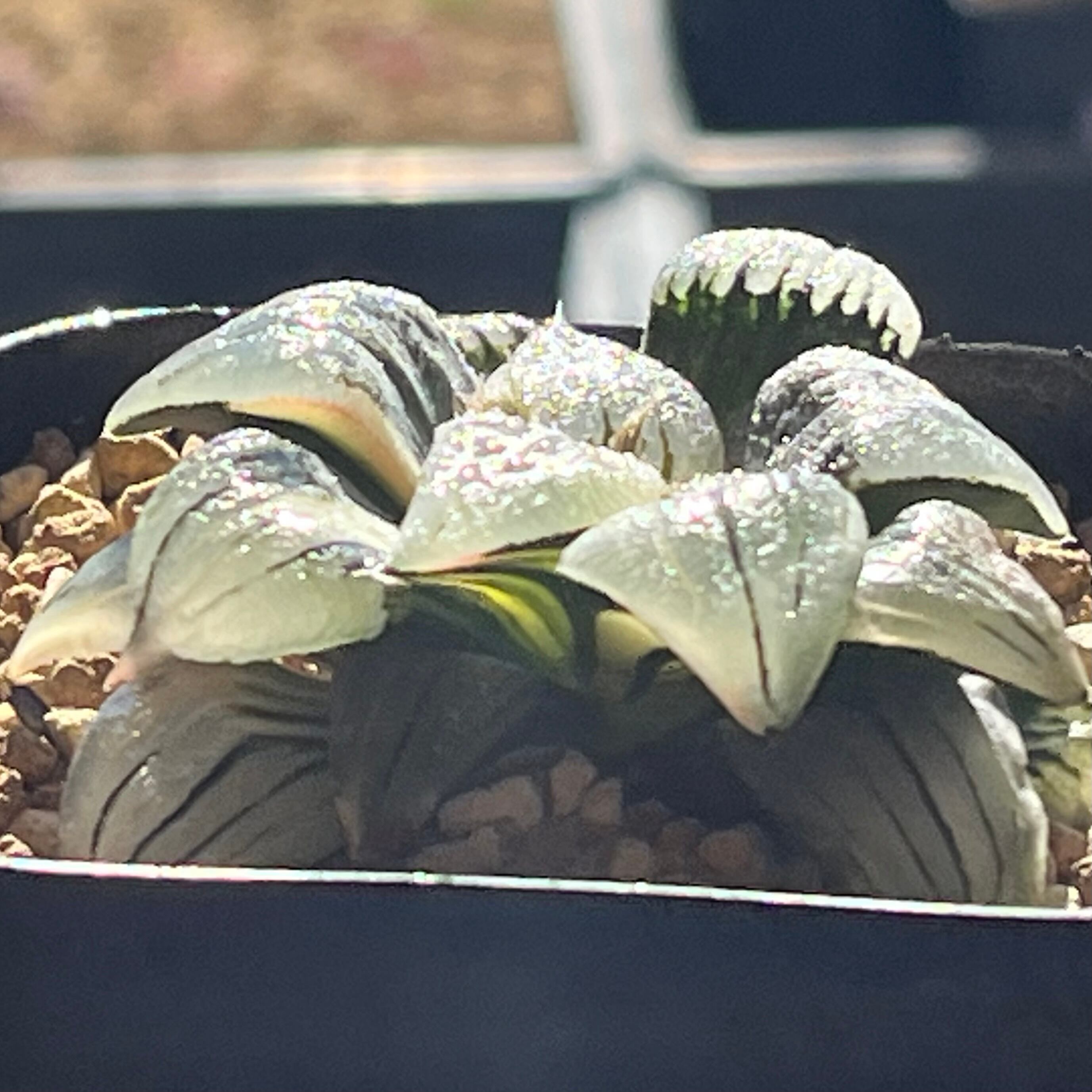 ハオルチア 紅紋寿錦 | mocono_plants