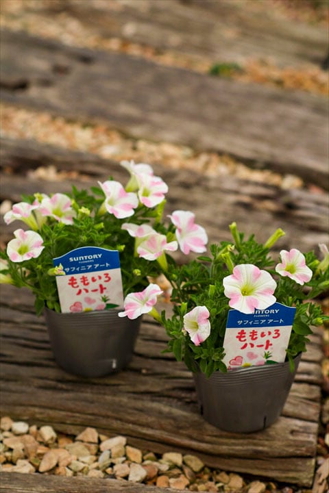 花苗 | オニ通