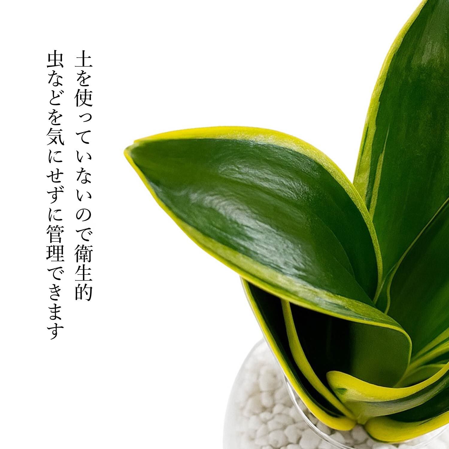 サンスベリア 白砂利（丸容器） | インテリアグリーンショップ【NANOHA