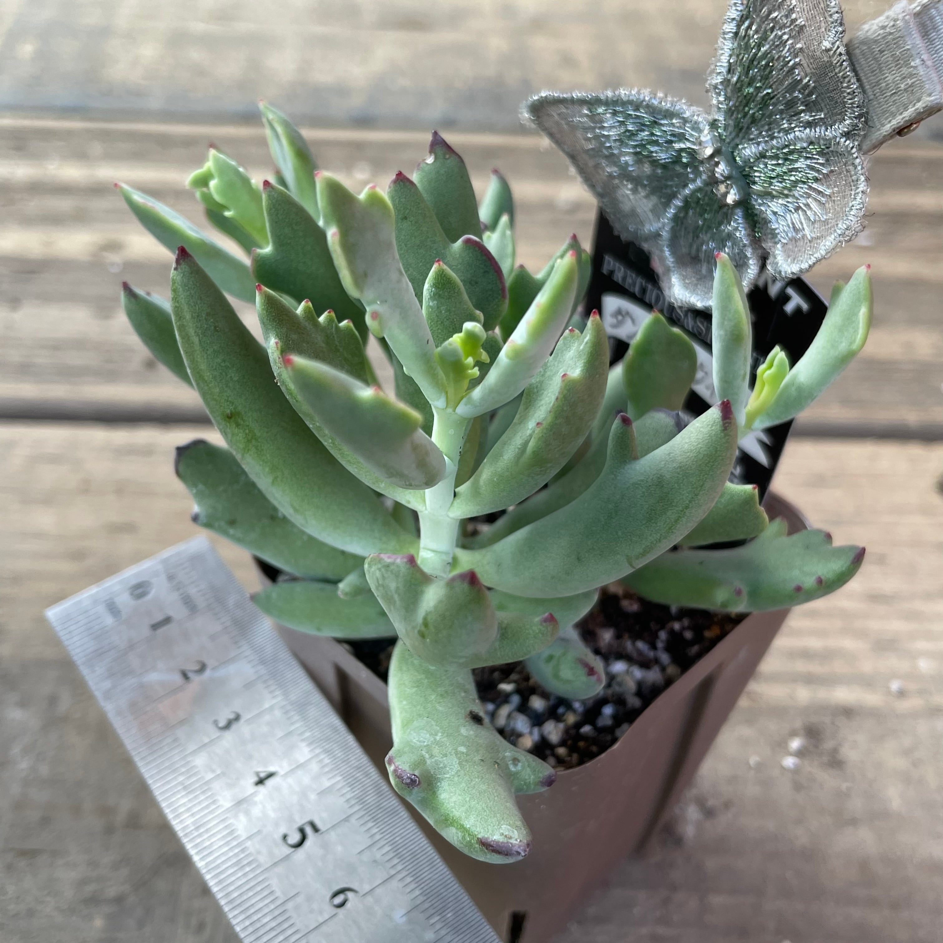 ダンシングクィーン | RuPo 多肉植物専門店
