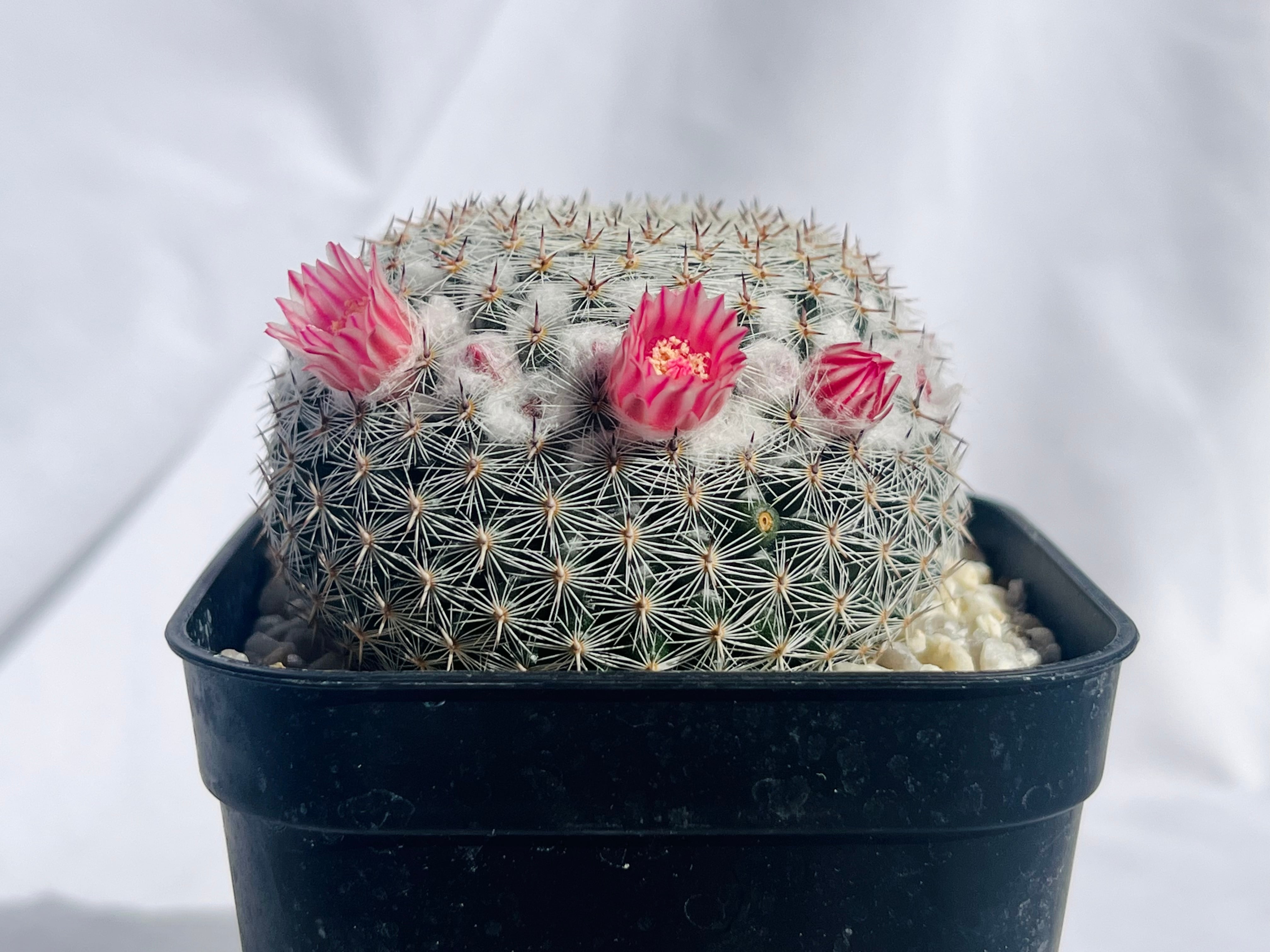 Mammillaria brauneana マミラリア 恋山彦 サボテン | plants MARU