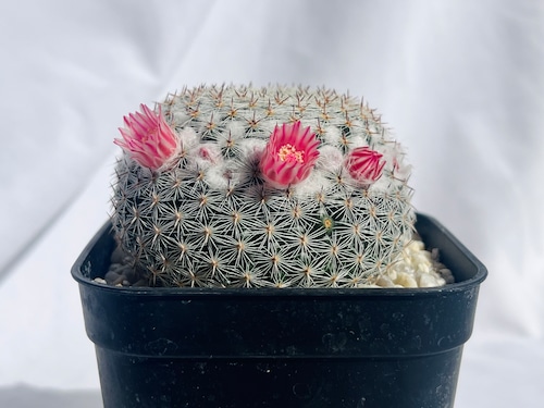 Mammillaria brauneana　マミラリア　恋山彦　サボテン