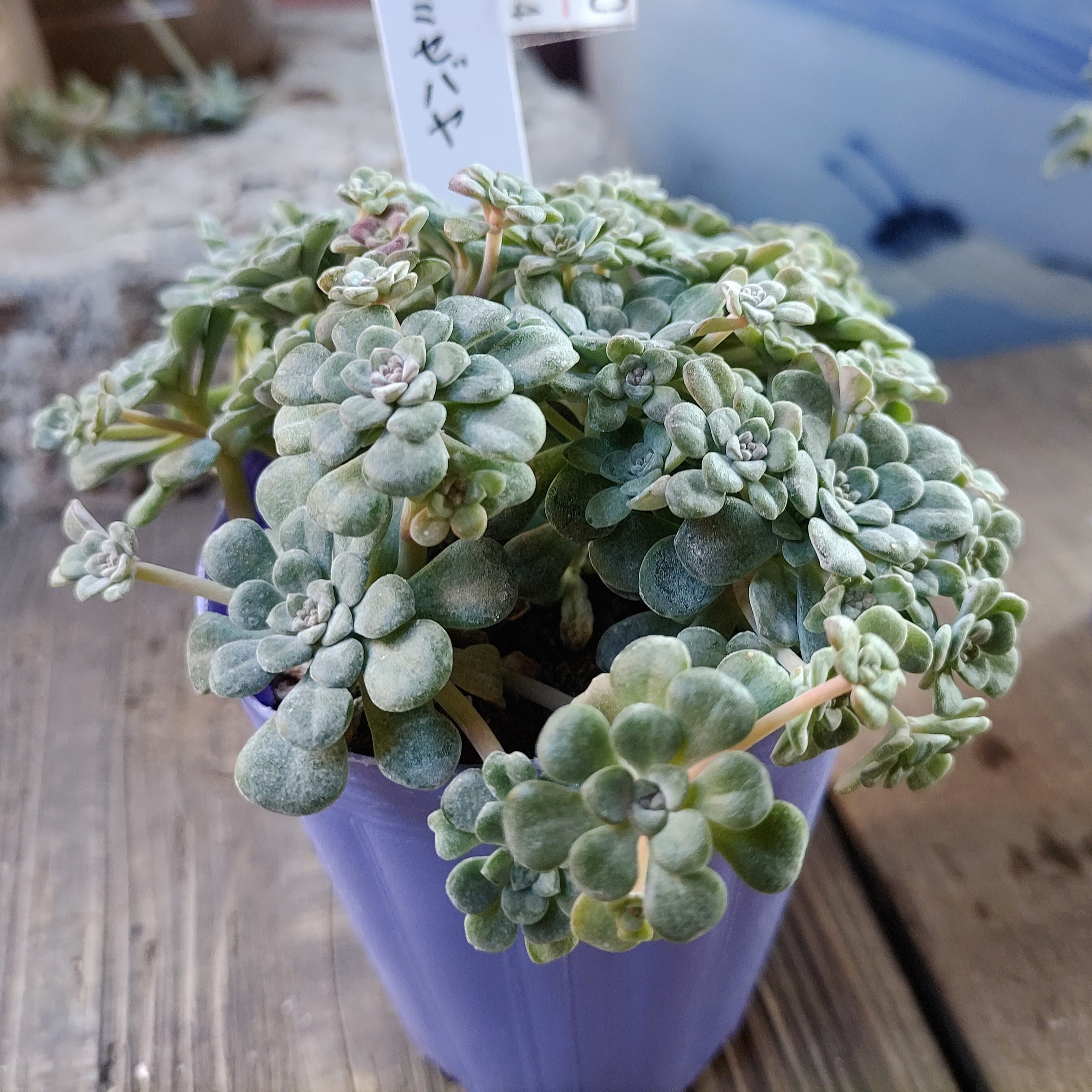 白雪ミセバヤ(紫ポット) | RuPo 多肉植物専門店