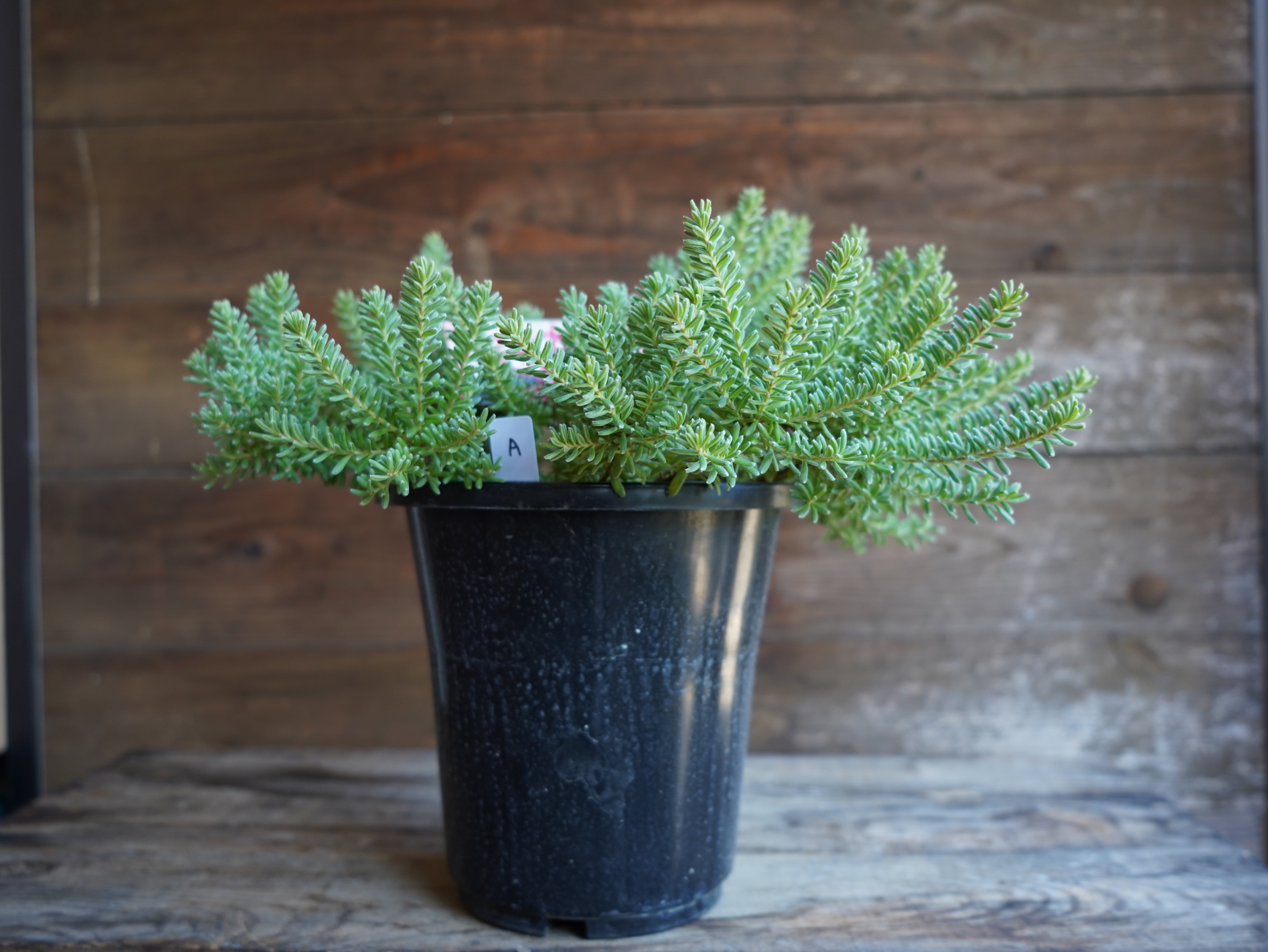 【現物】グレビレア　”ラニゲラ”　A