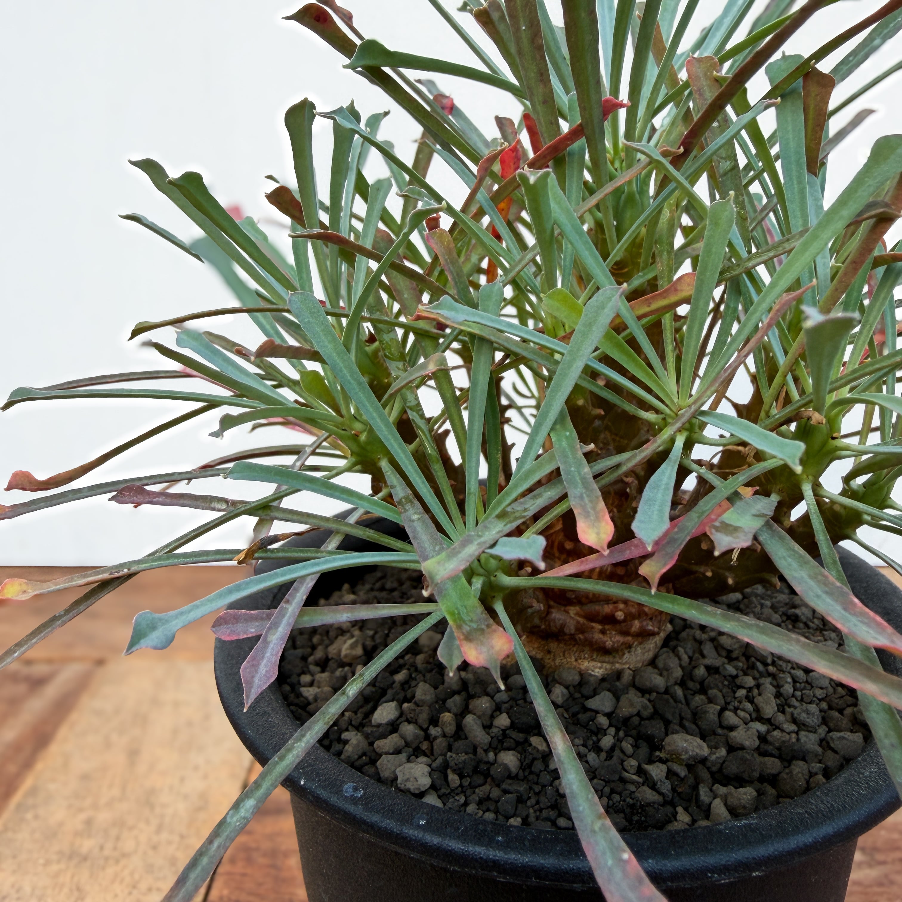 ユーフォルビア  ムルチフォリア Euphorbia multifolia【ユーフォルビア・ムルチフォリア】 | RIMO'S