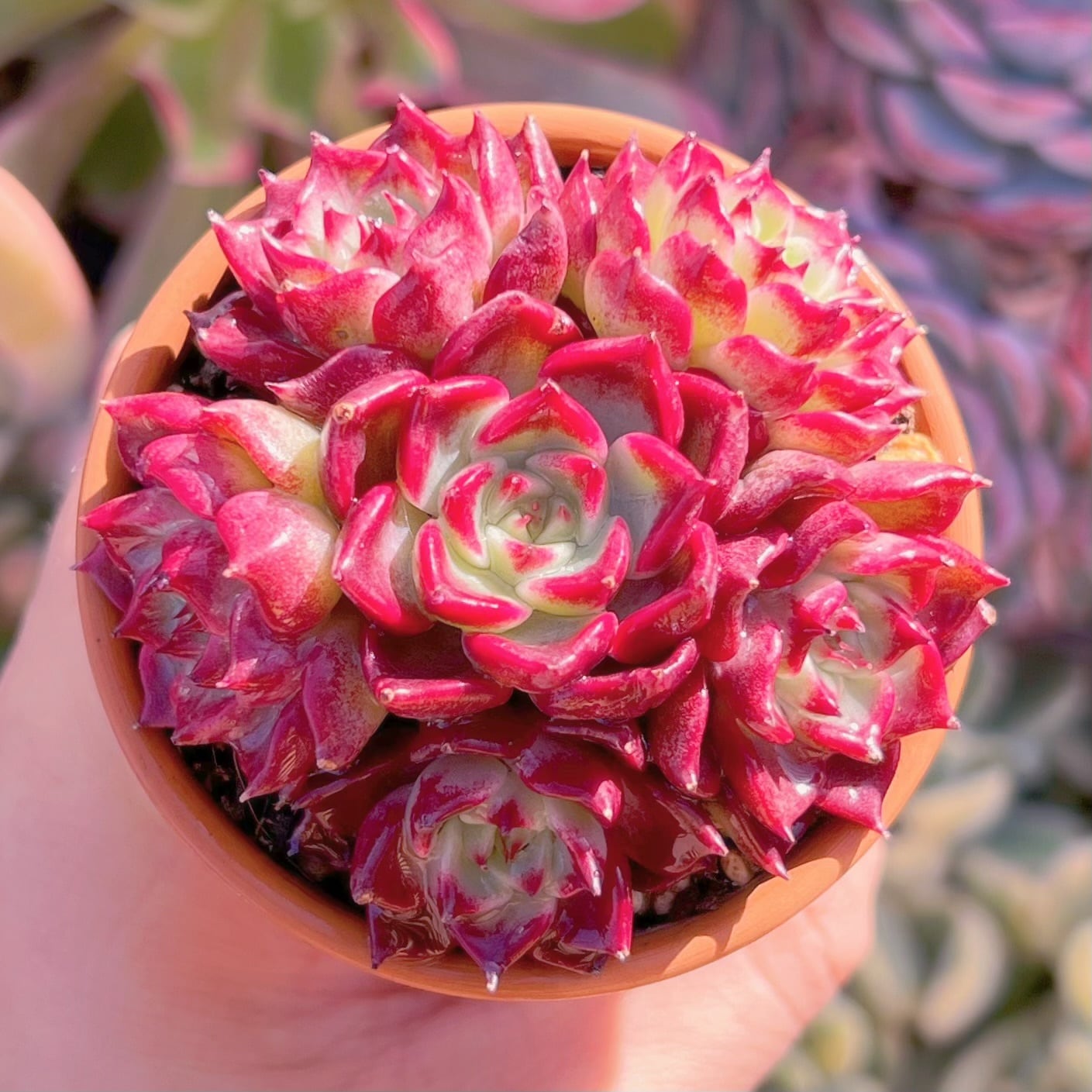 多肉植物　黒夜　6頭　新入荷　るる農園