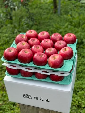 葉取らずコスモふじ家庭用　10kg