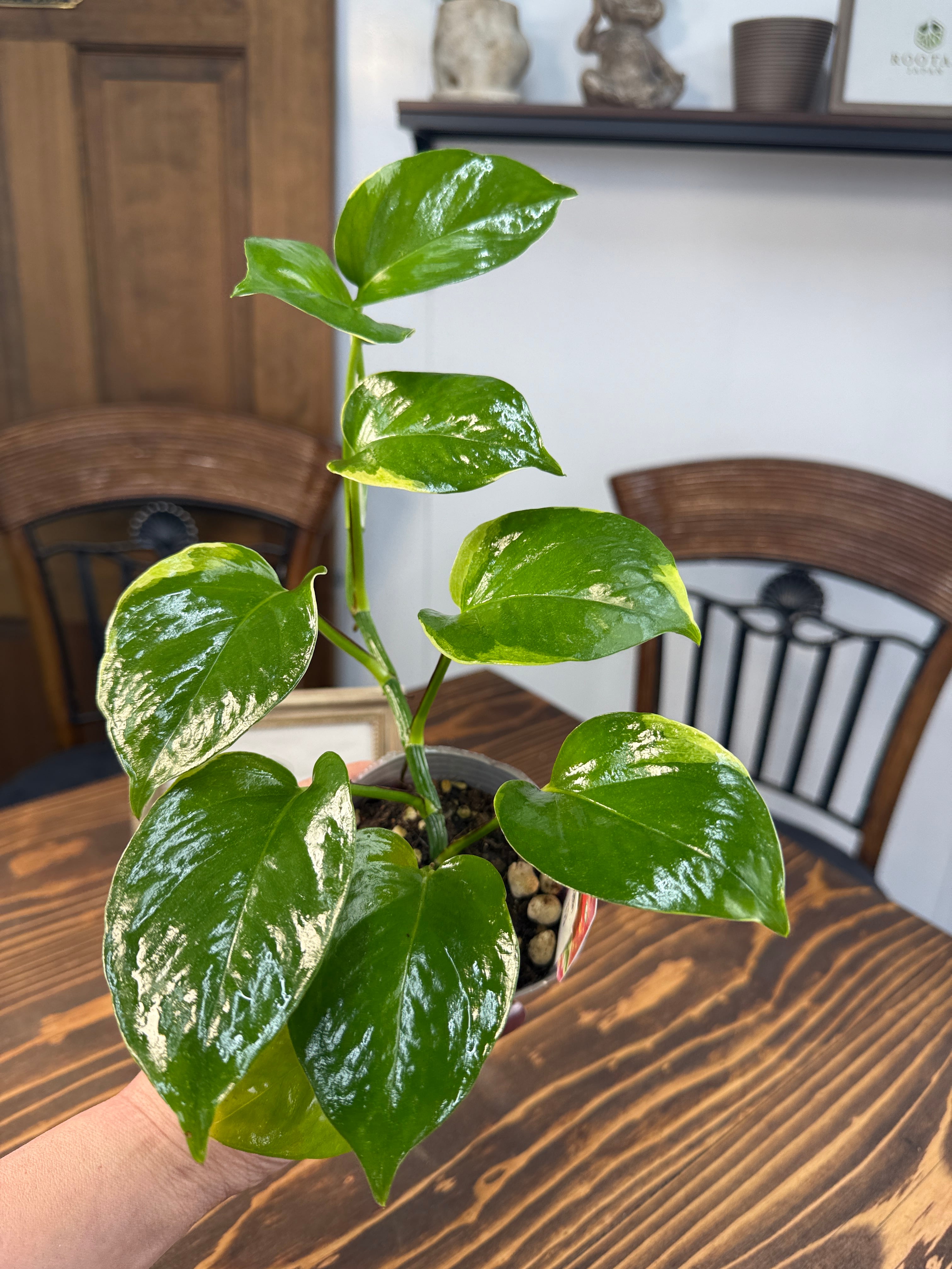 ポトス　AWドリーム 園芸ネット本店｜ポトス：AWドリーム 3号ポット の通販【公式】