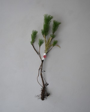 根引松のお飾り No.2