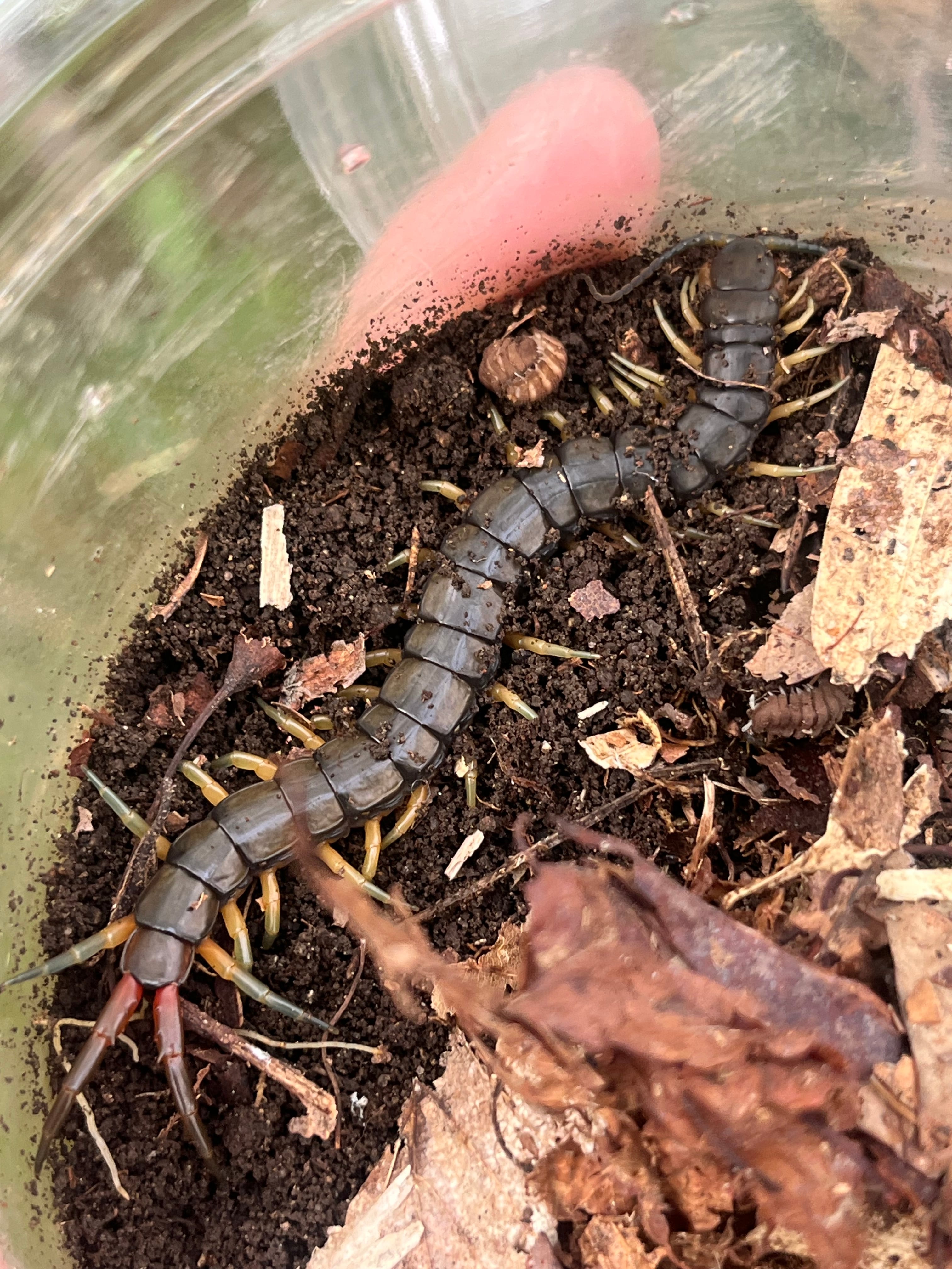 アオズムカデ Scolopendraセンチピードサソリモドキタランチュラ昆虫