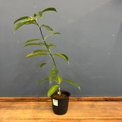 【クリアランス】ホヤ　occultata【325】【再撮影】【◆】