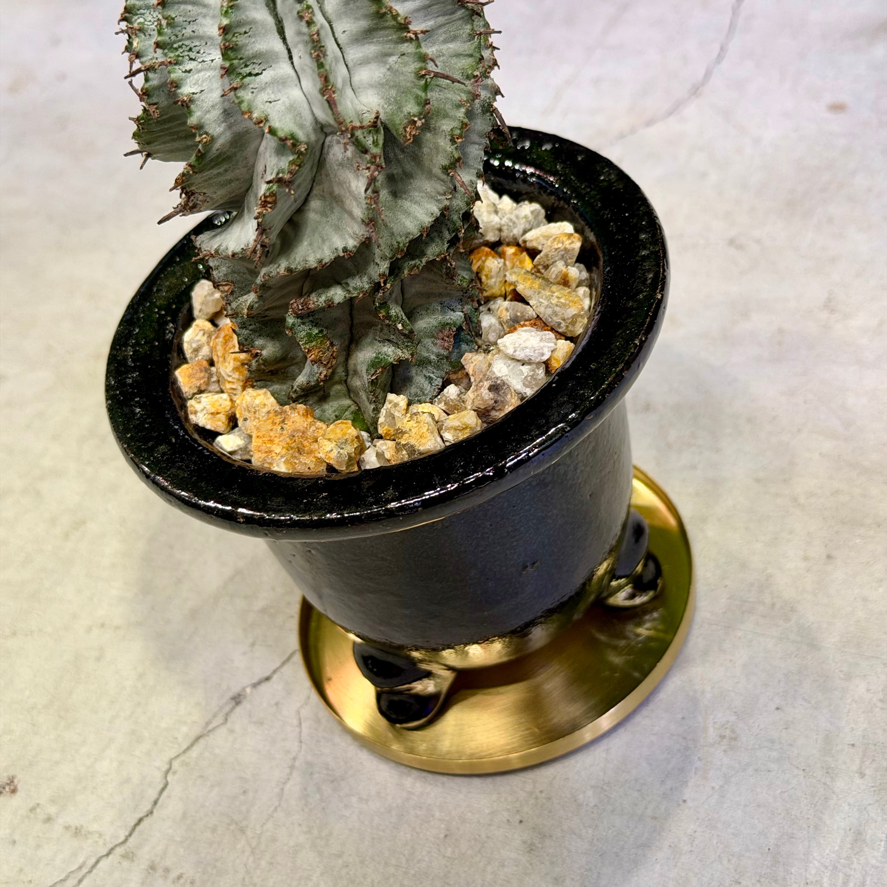 ユーフォルビア・ホリダ | barrelplants_BONSAI