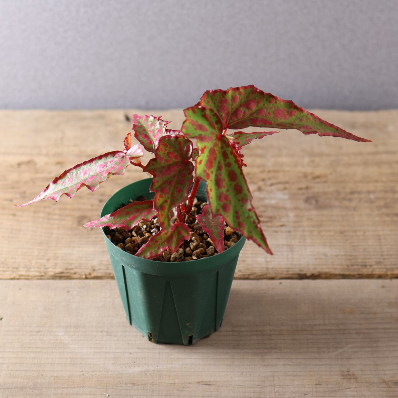 392 斑点と個性が踊る、唯一無二のハイブリッドベゴニア『ベゴニア