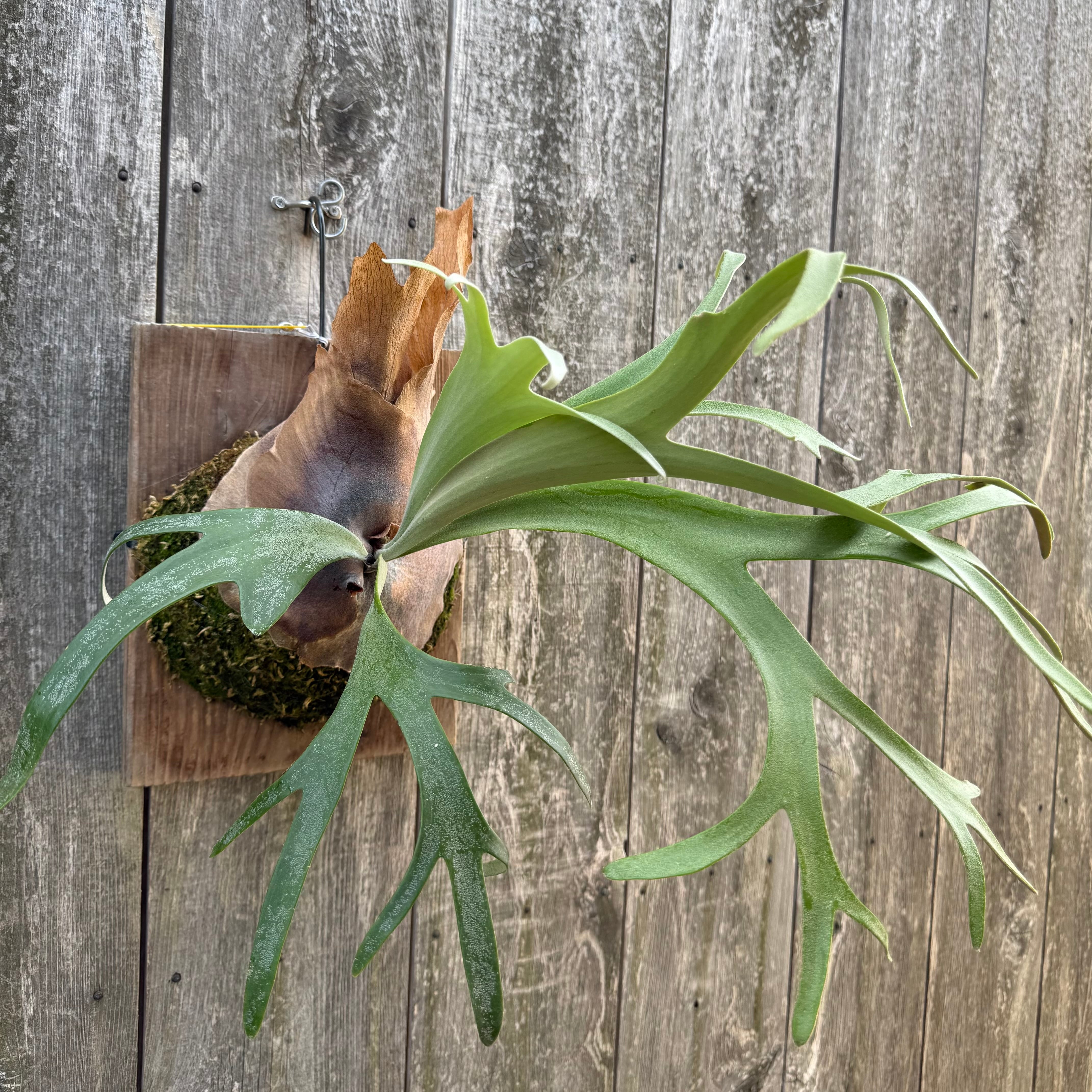 P. willinckii cv. Silvery Dwarf (pup) | naturefix