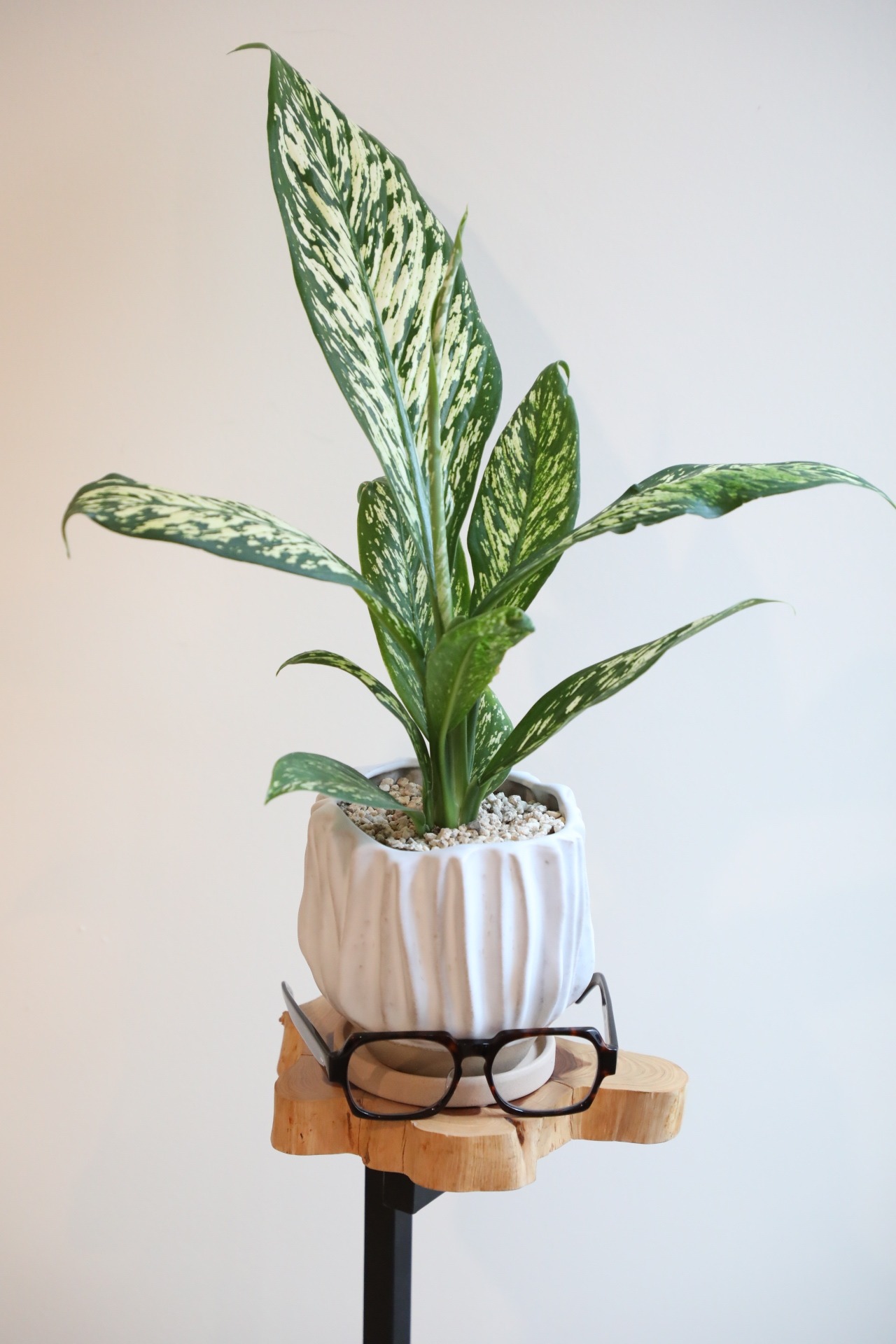 【M】デヘンバキア ホワイトエトナ / Dieffenbachia ※陶器鉢付き