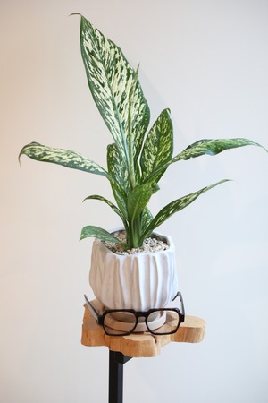 【M】デヘンバキア ホワイトエトナ / Dieffenbachia ※陶器鉢付き