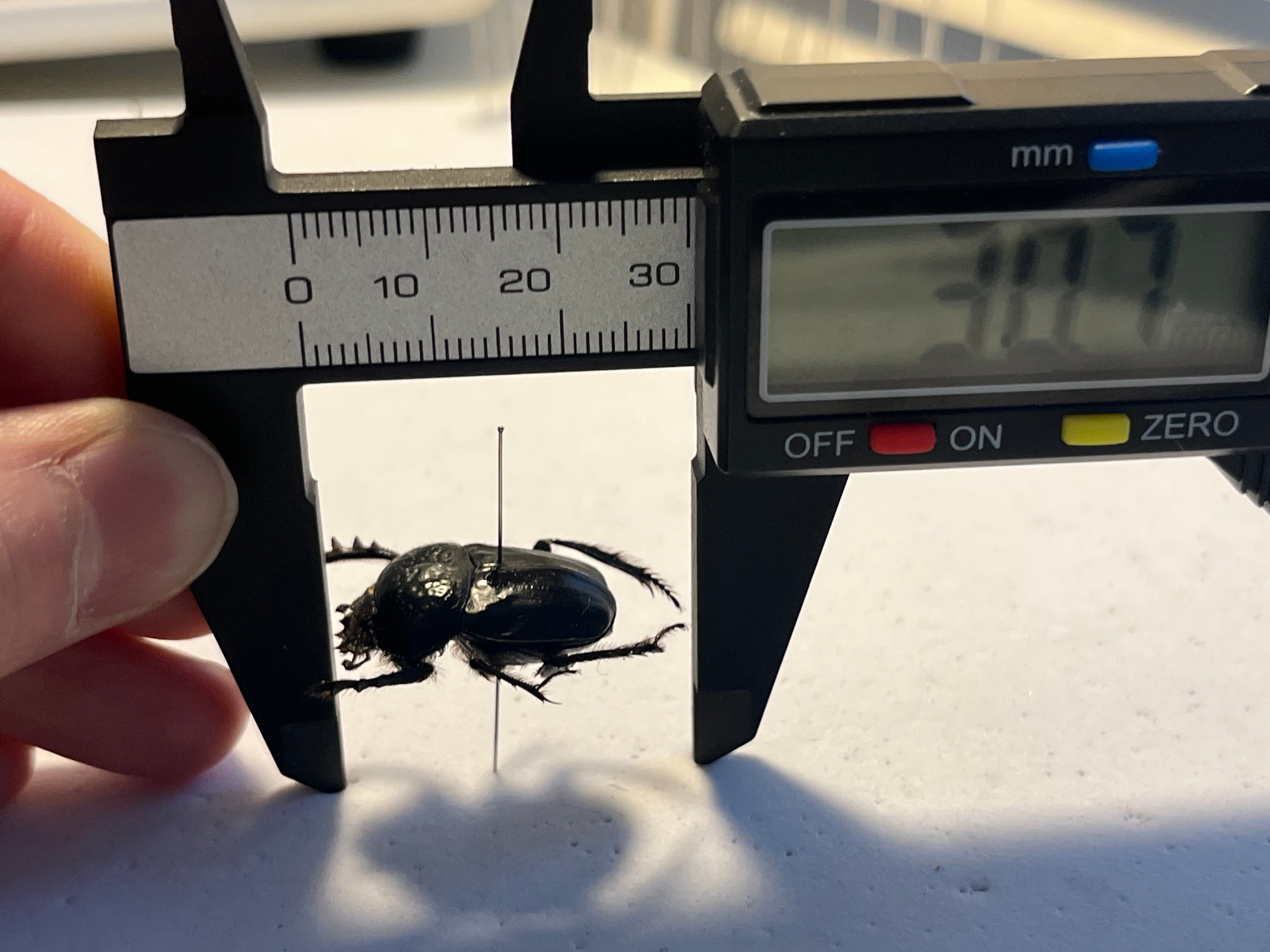 ファーブル昆虫記に登場するスカラベ 標本Scarabaeus Semipunctatus