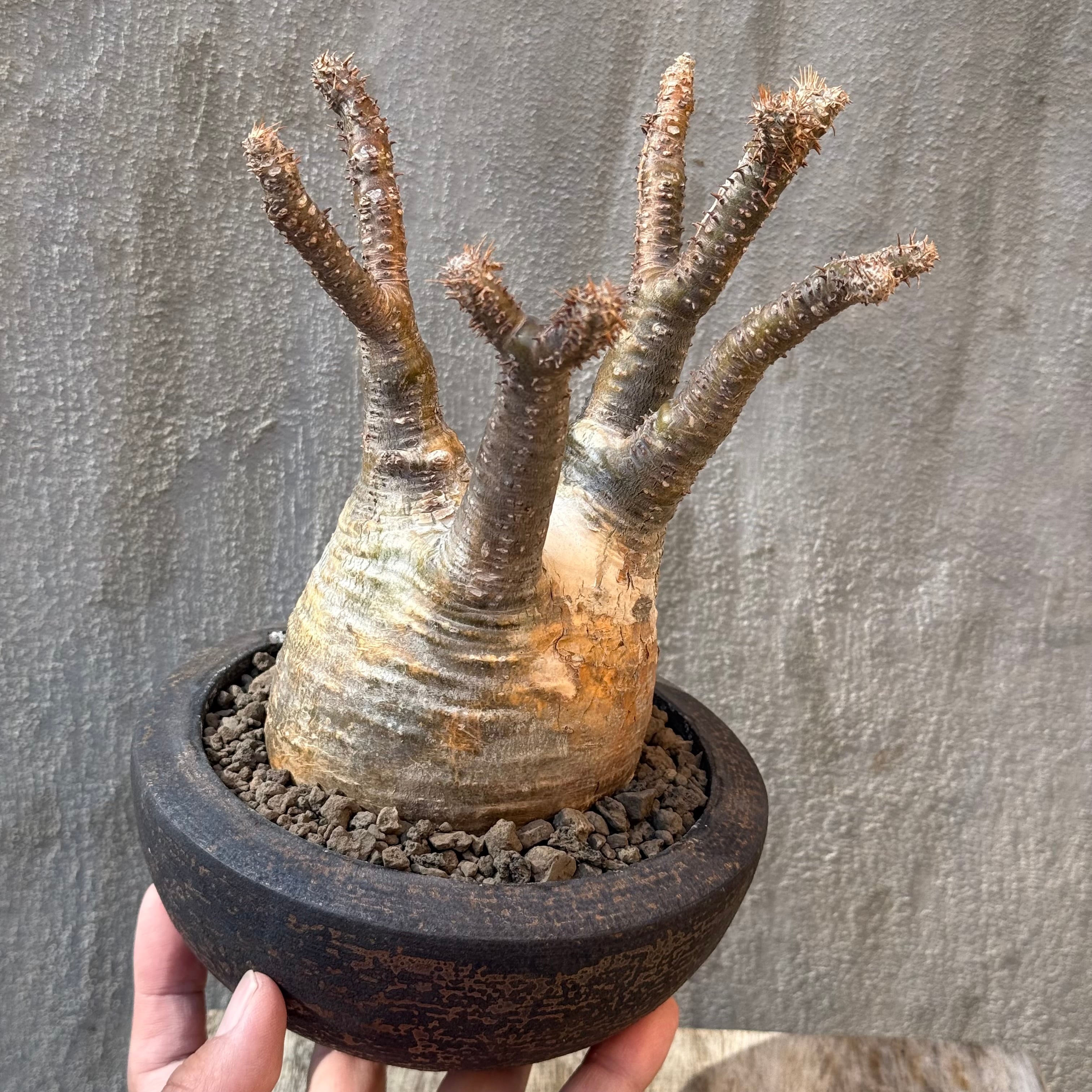 植物 | A-PLANTS