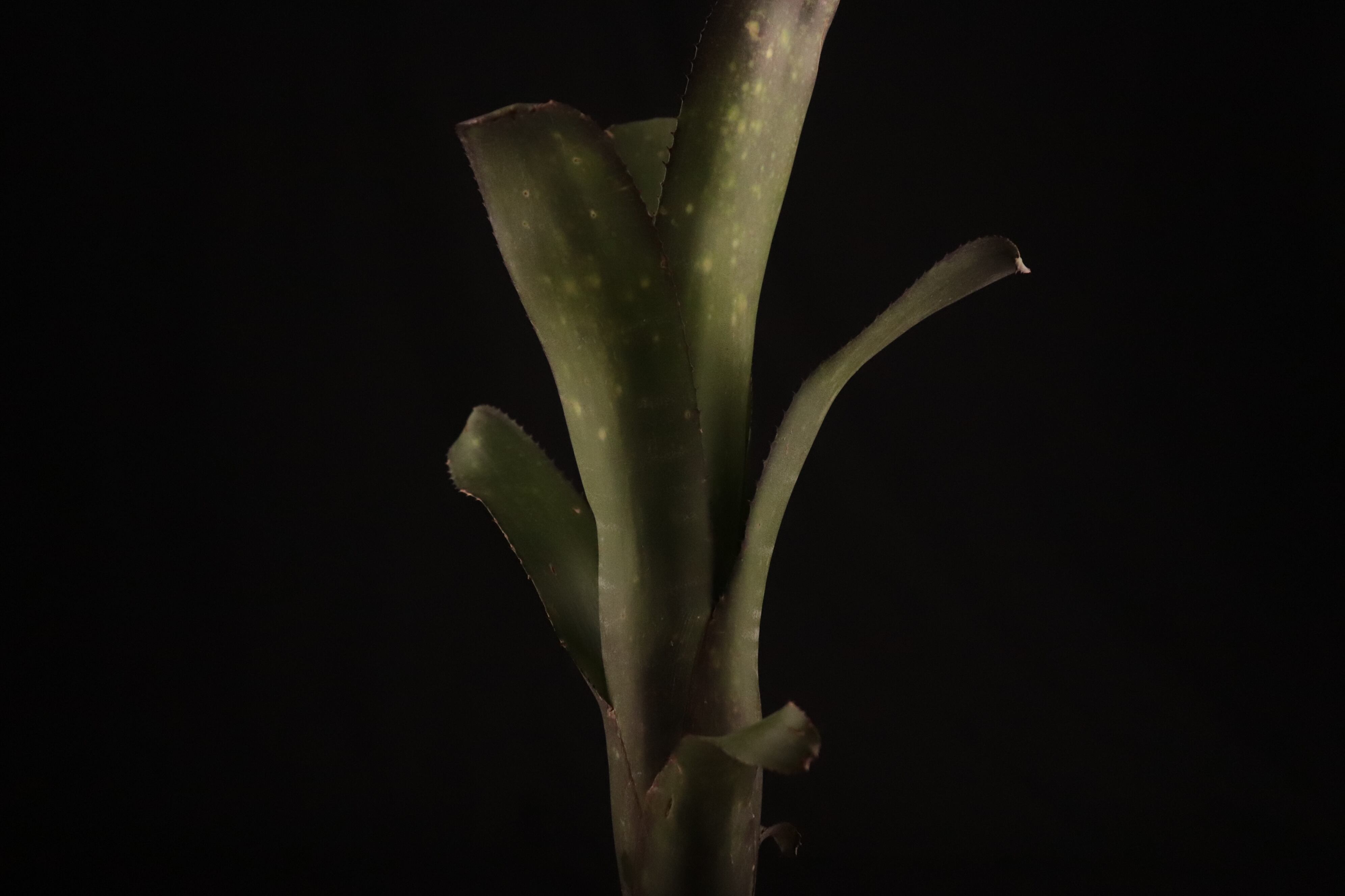送料無料】Billbergia 'Kawanas Panache'〔ビルベルギア〕現品発送