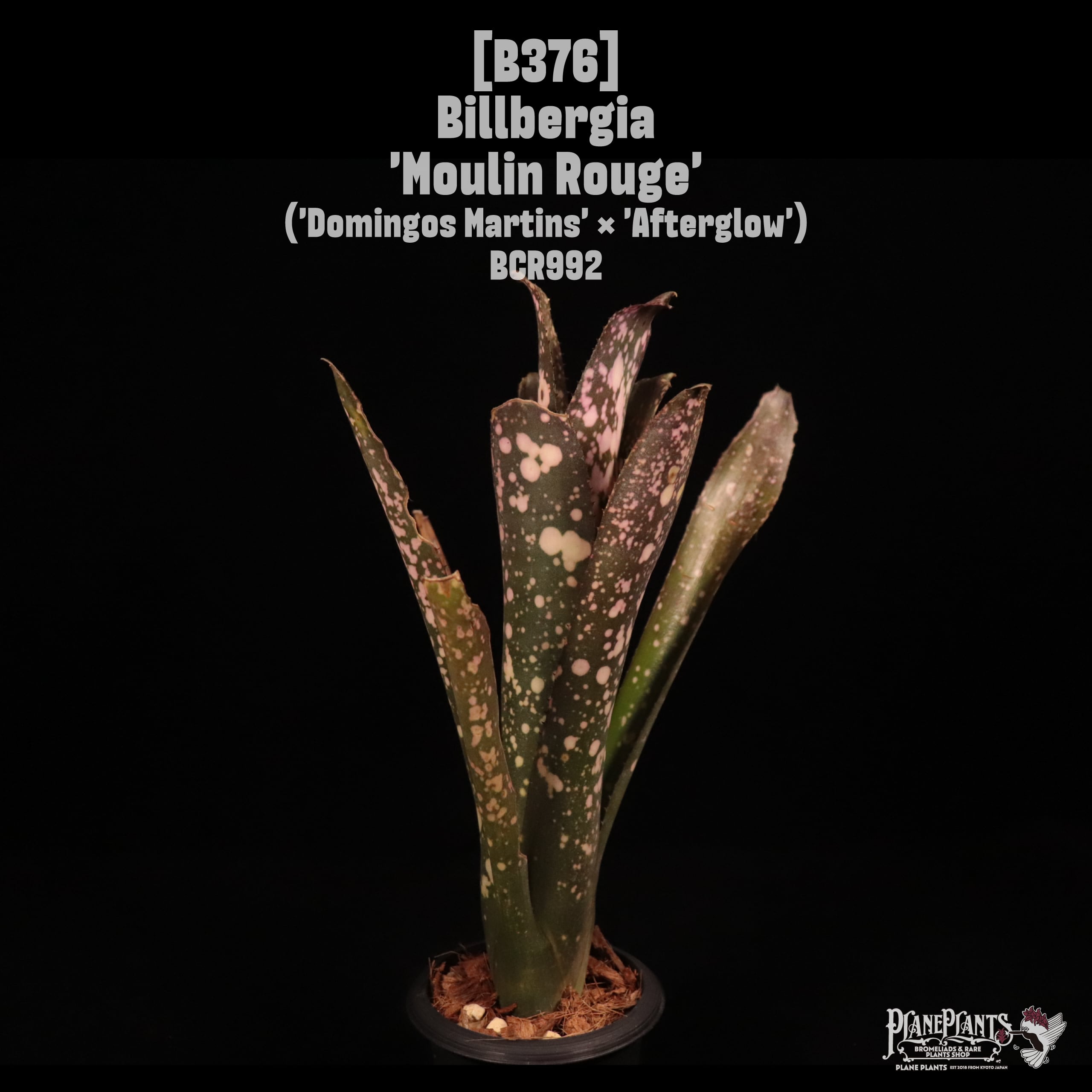 Billbergia 'Moulin Rouge'〔ビルベルギア〕B376