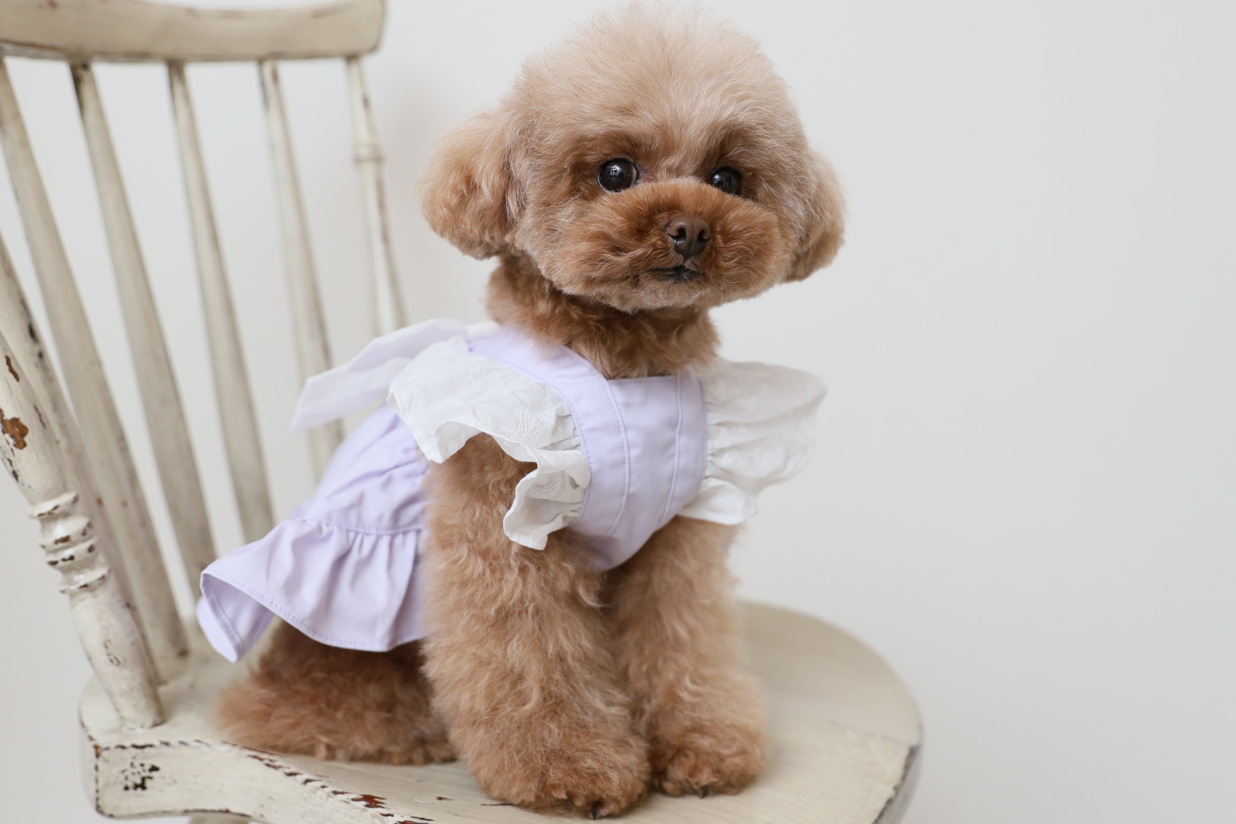 Classical Dress/ラベンダー