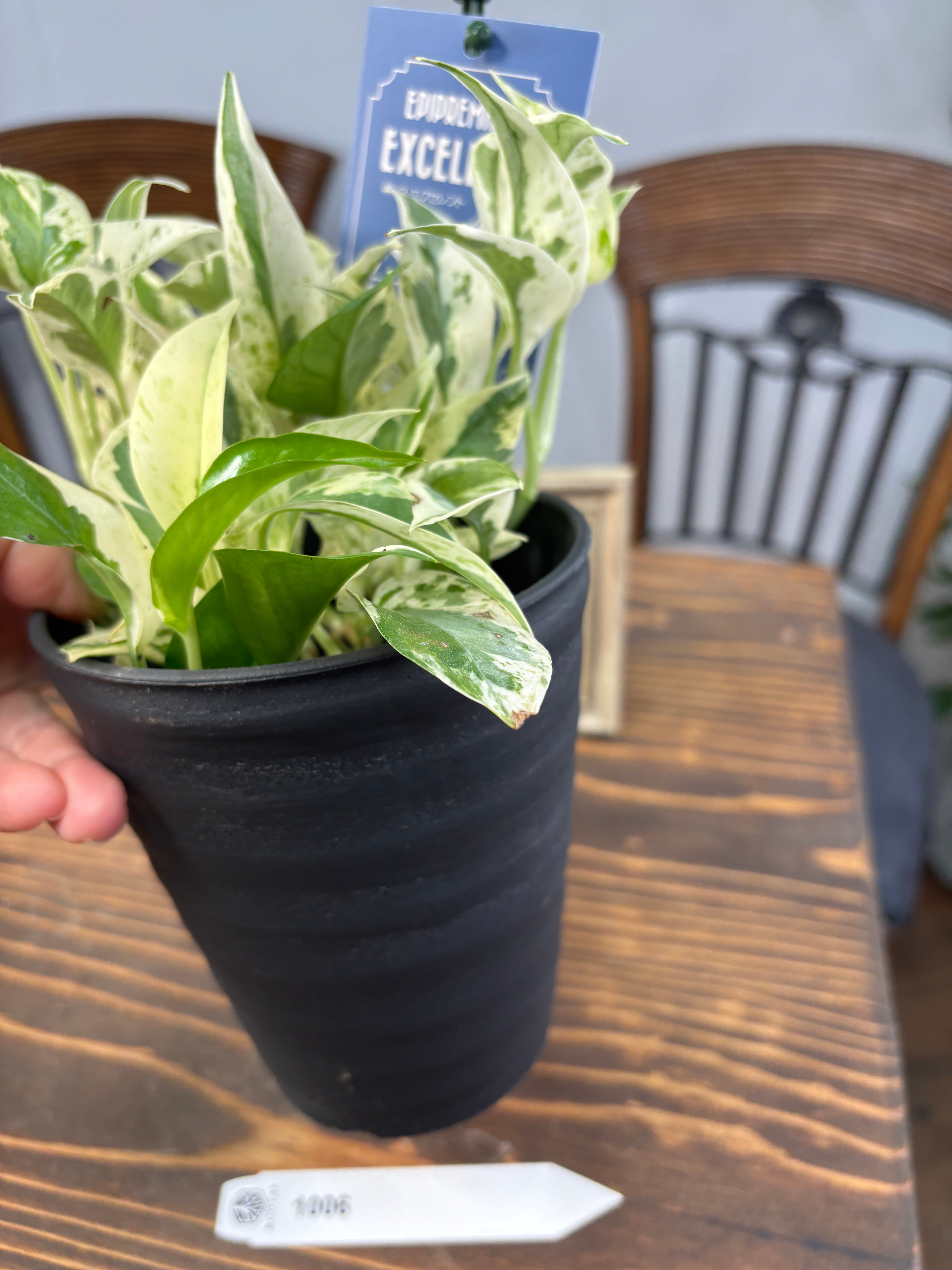 1006【卓越した一品】加藤農園 ポトス エクセレント 4号鉢 | ROOTALPLANTS