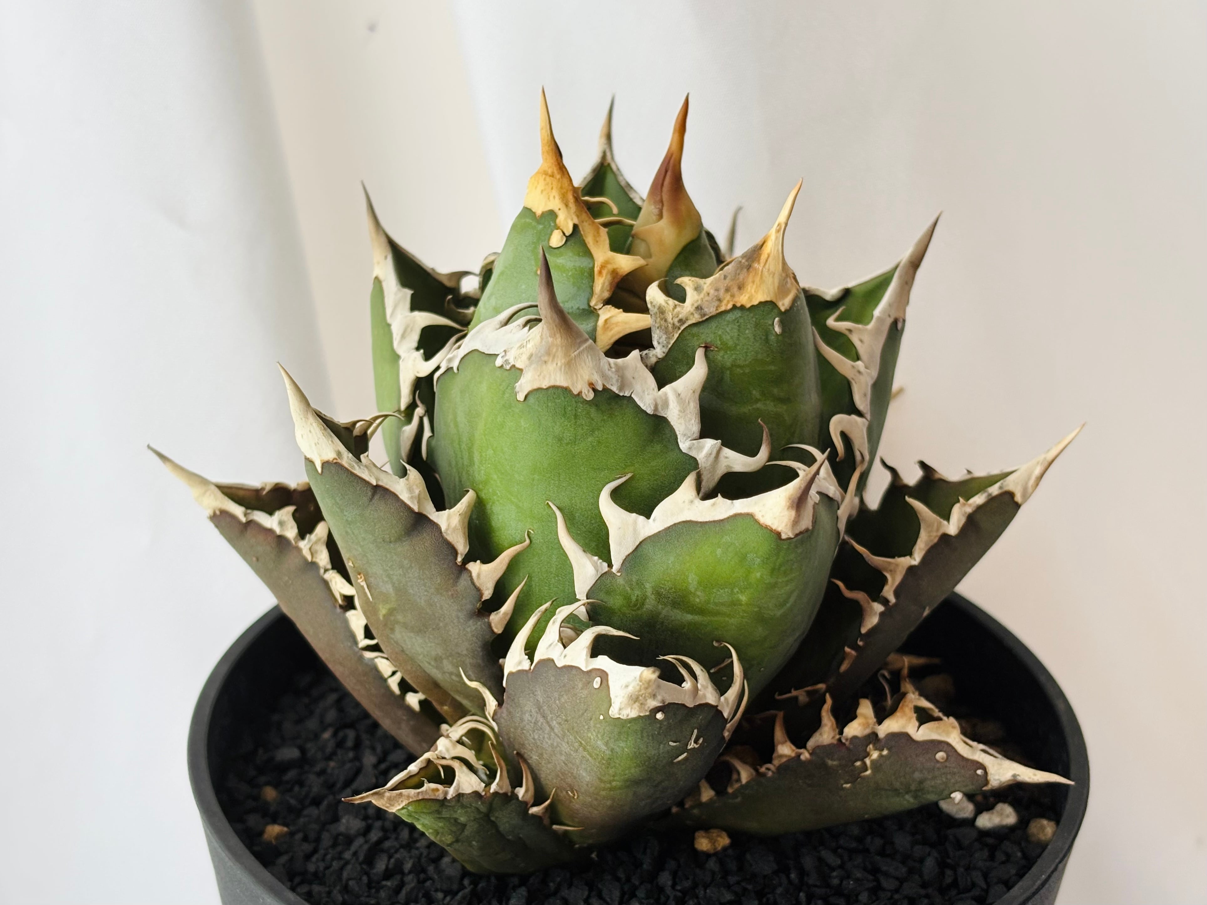 Agave titanota アガベ チタノタ ”レッドキャットウィーズル” 赤猫