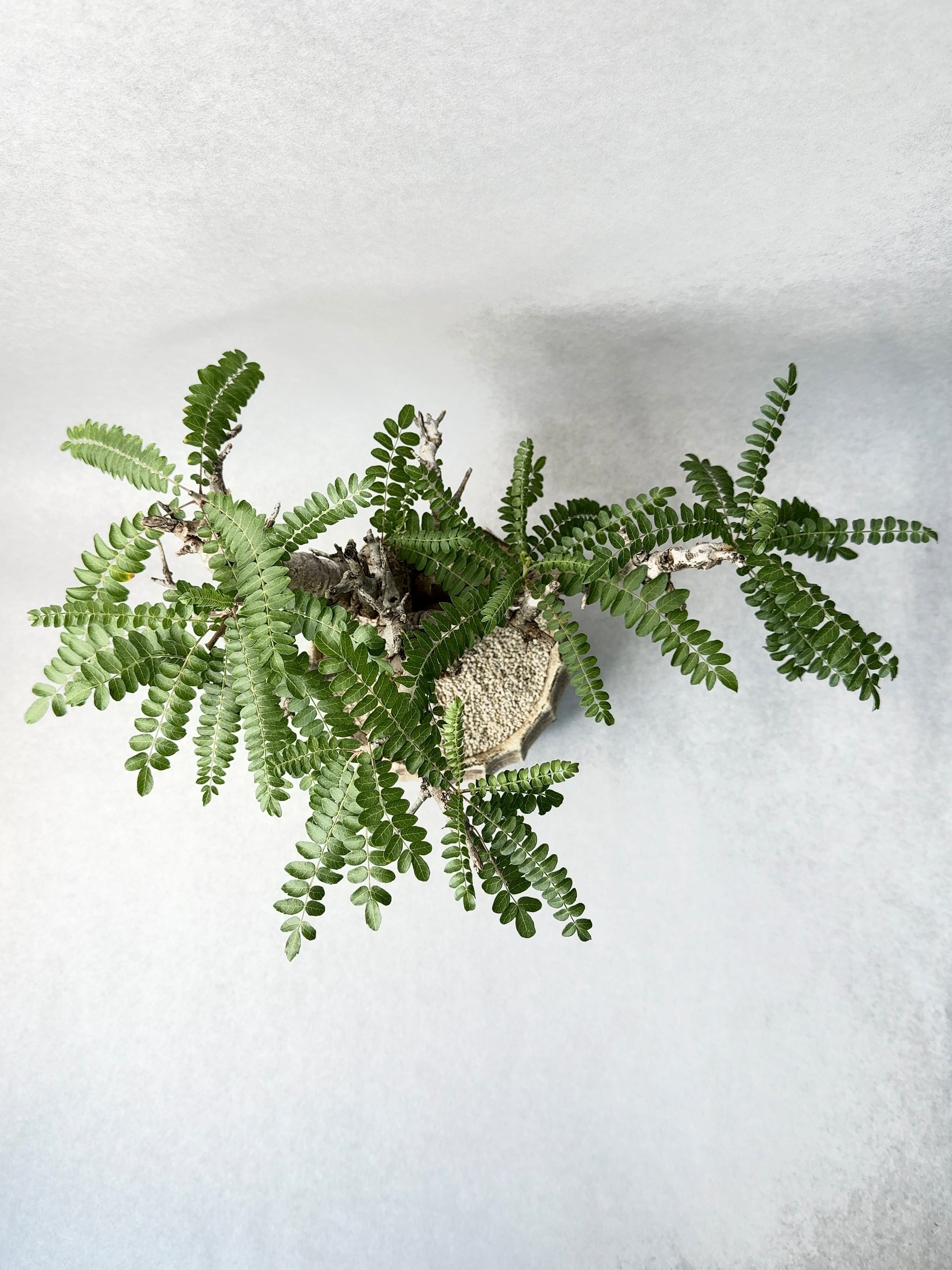 ボスウェリア・ネグレクタ | trigger