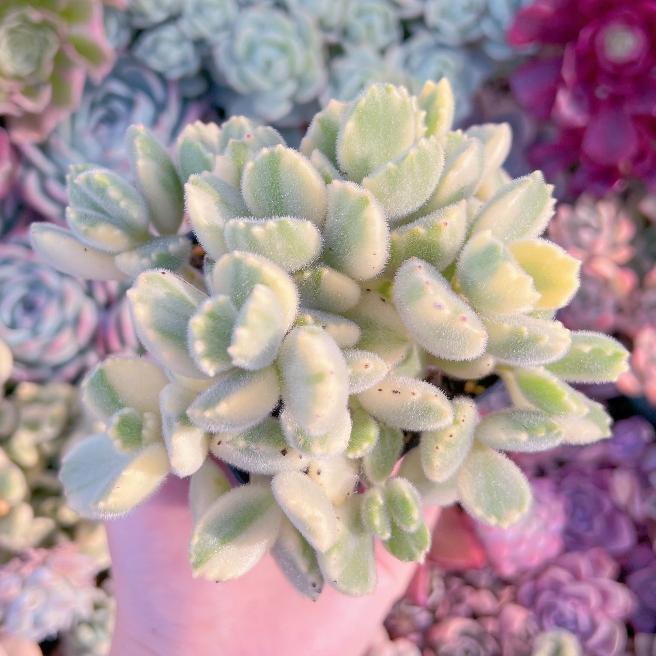 現品　白熊#267　るる農園