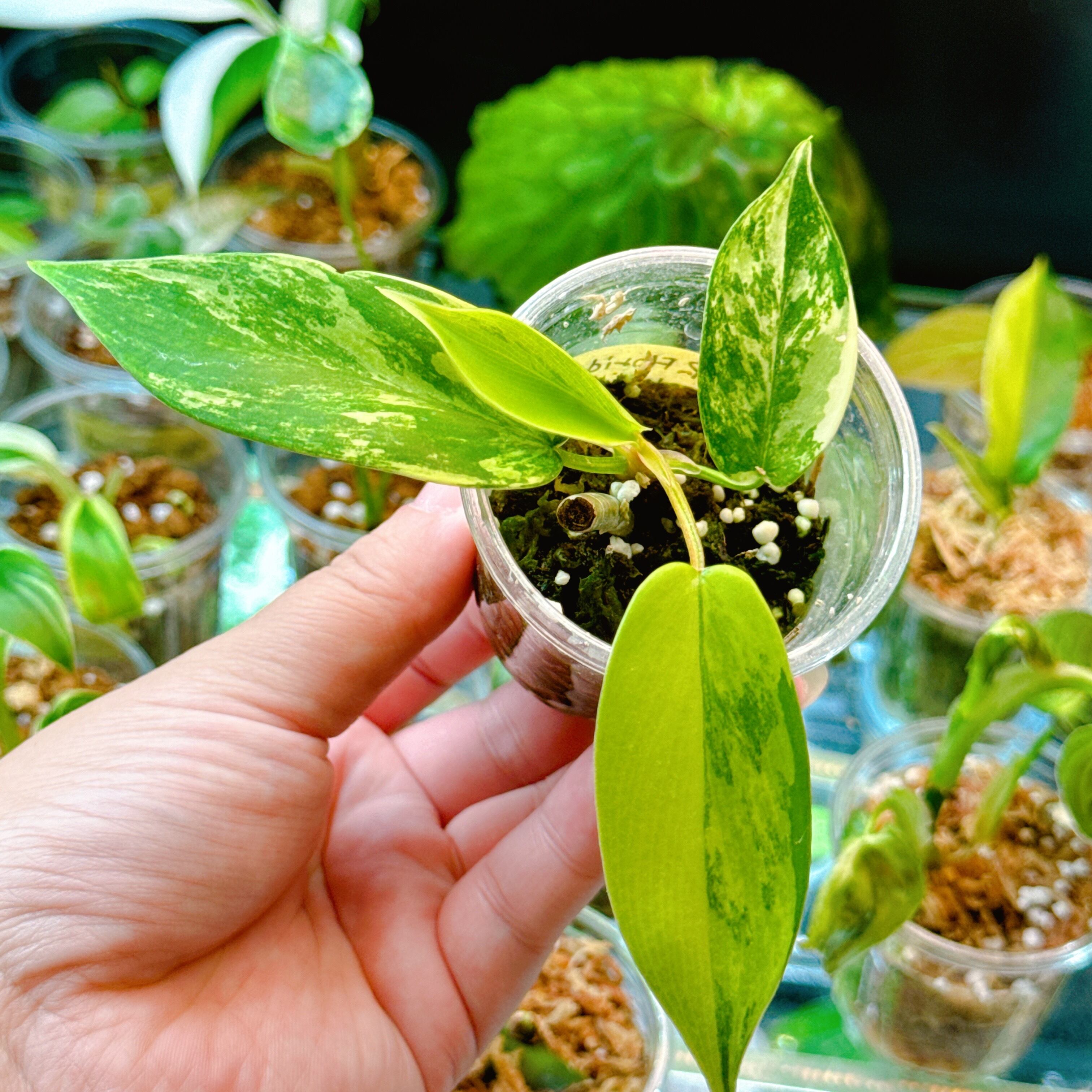 c4cfe8d3797892073fc8baf63baee6  