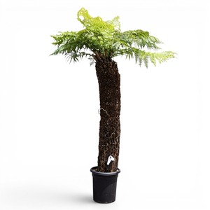 Dicksonia antarctica ディクソニア アンタルクティカ 14 木性シダ 全高167cm