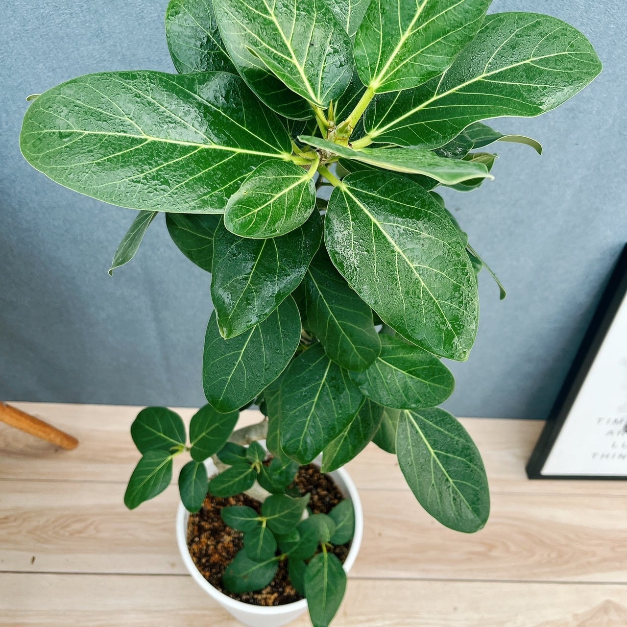 現品］81番 フィカス ベンガレンシス 曲がり 8号 観葉植物 室内 大型