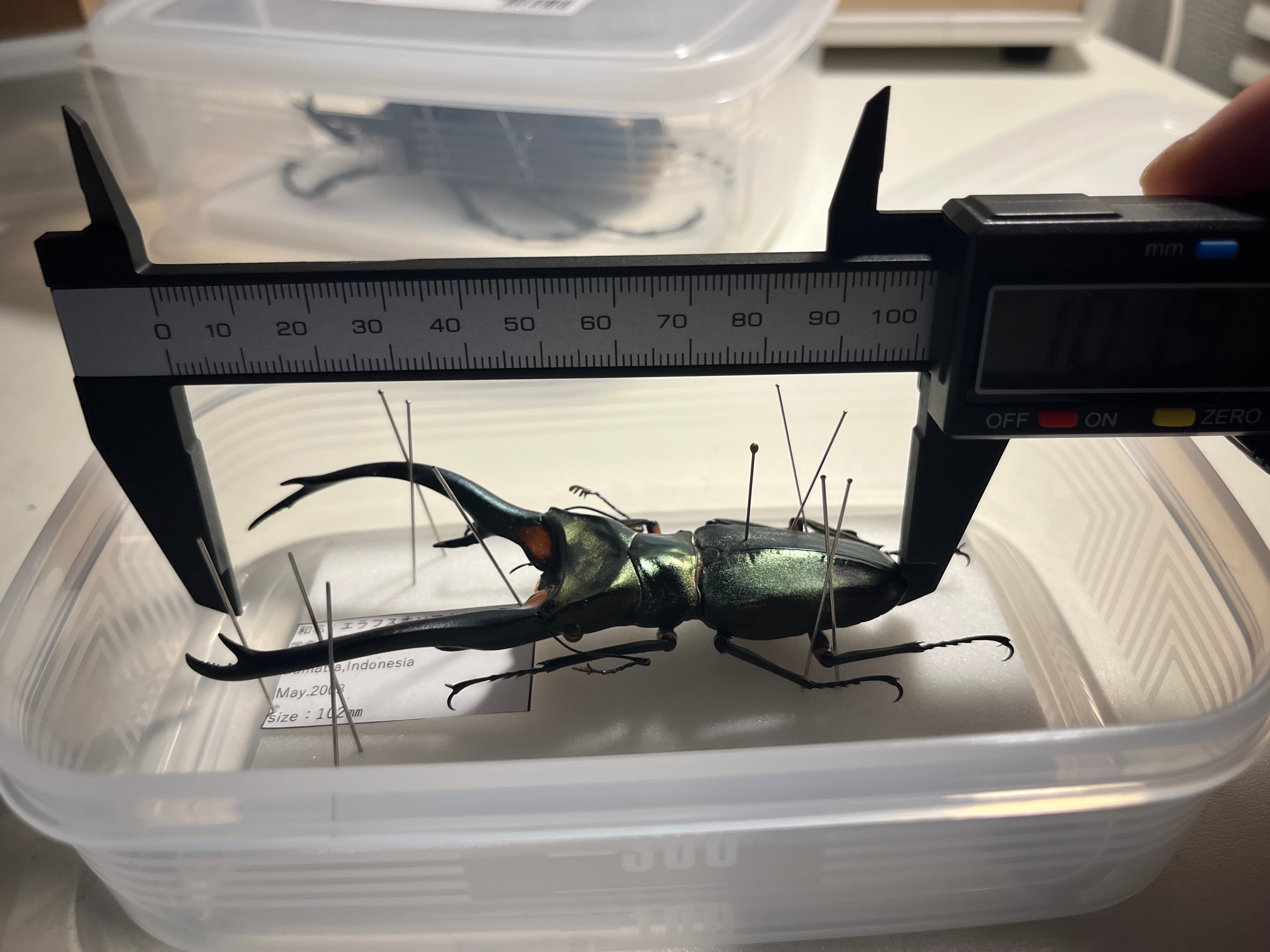102mm】エラフスホソアカクワガタ Cyclommatus elaphus 紅鹿細身赤鍬形