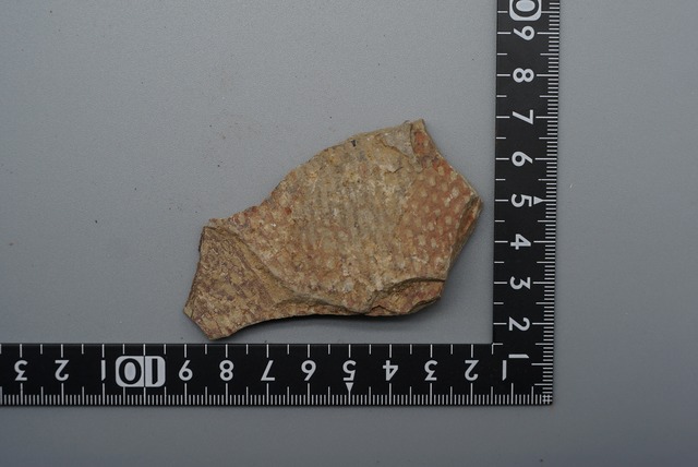 グラプトライト(フデイシ)化石 Graptolite ordovician