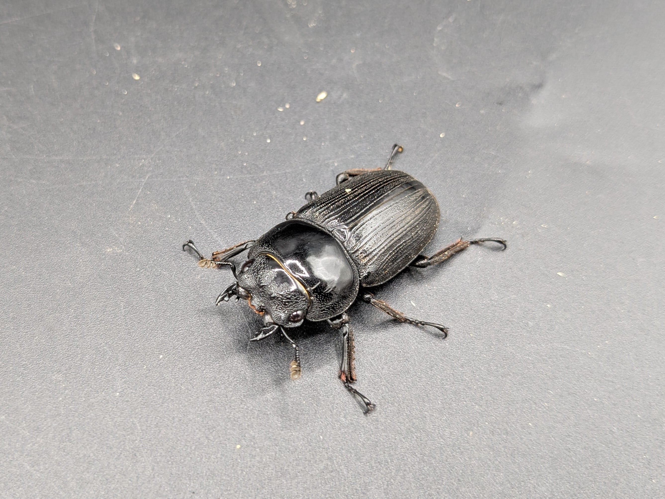 WDクルビデンスオオクワガタ ♂67mm♀38mmペア | クワガタムシ