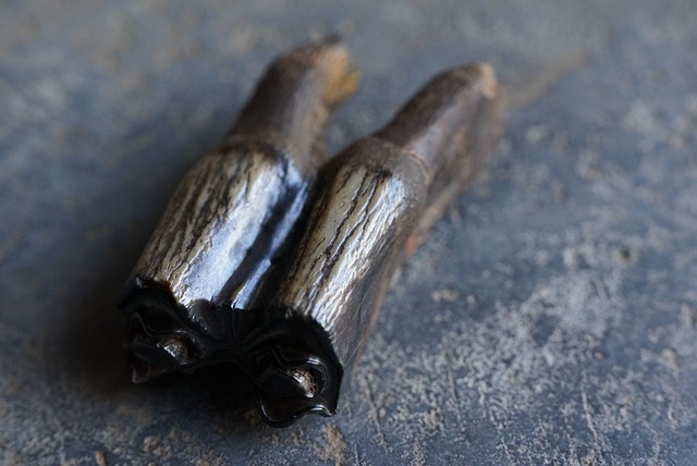 草食動物 歯化石　Tooth Fossil A