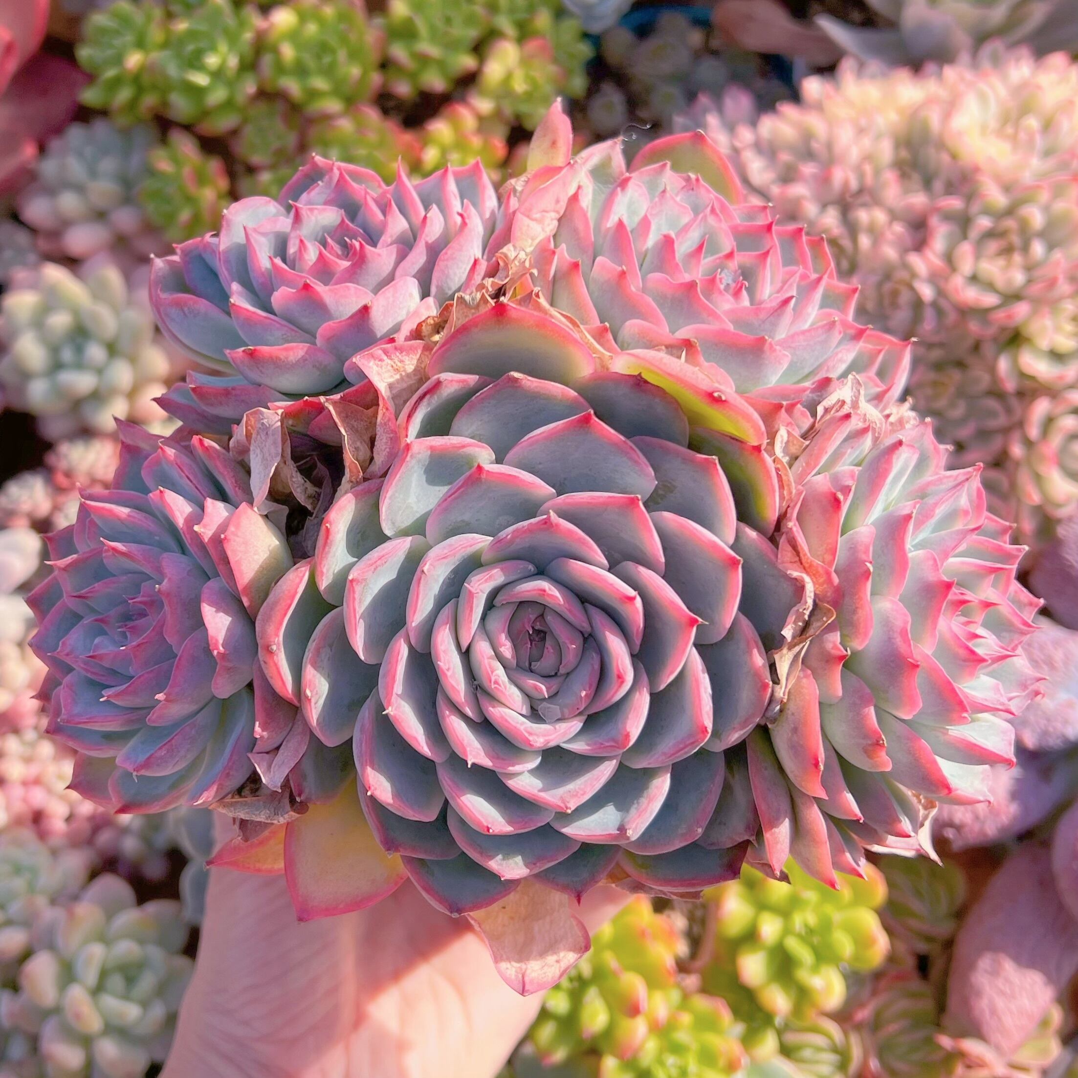 現品　シルエット#560　特大群生　るる農園