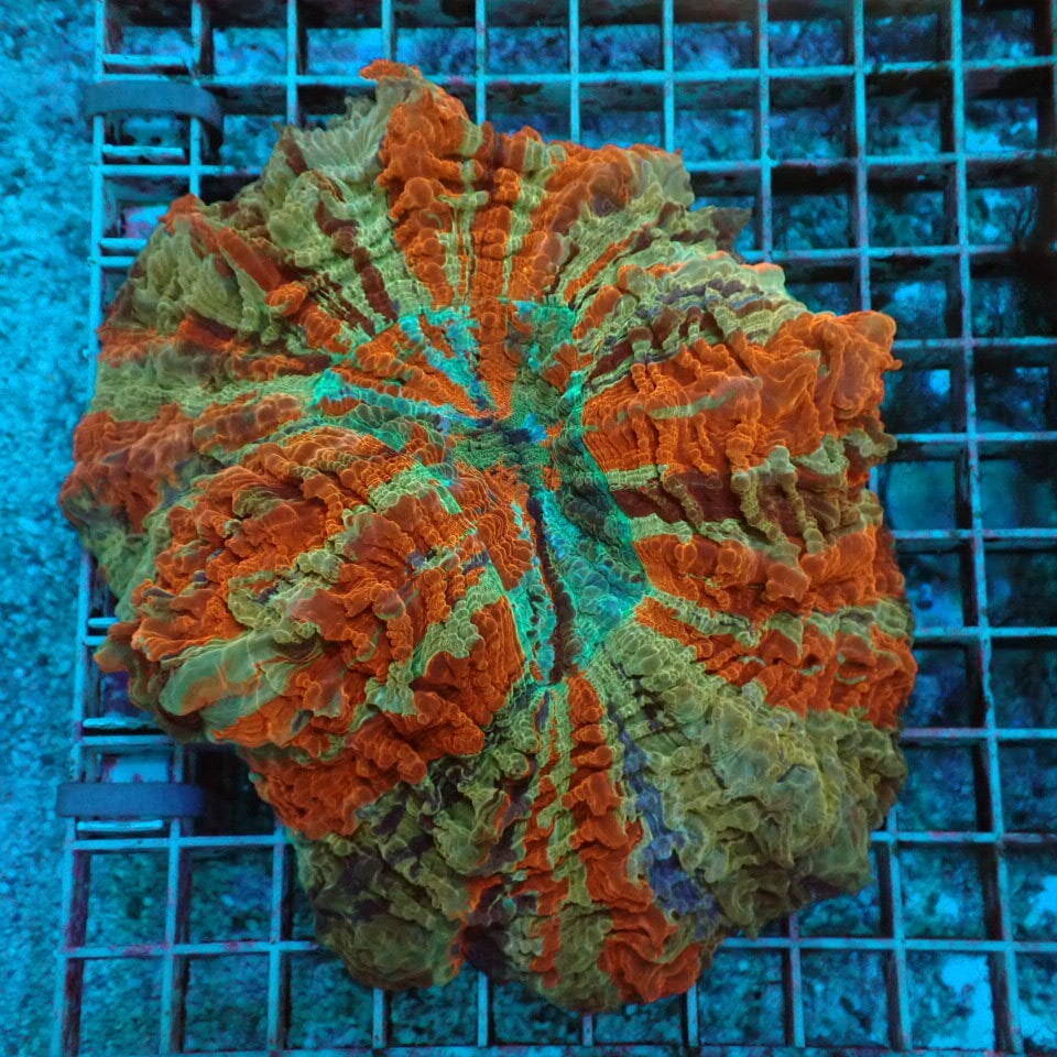 アザミハナガタサンゴ（16ｃｍ前後） 利根川珊瑚店＊ 【超激美】アザミハナガタサンゴ ☆レインボー/※商品