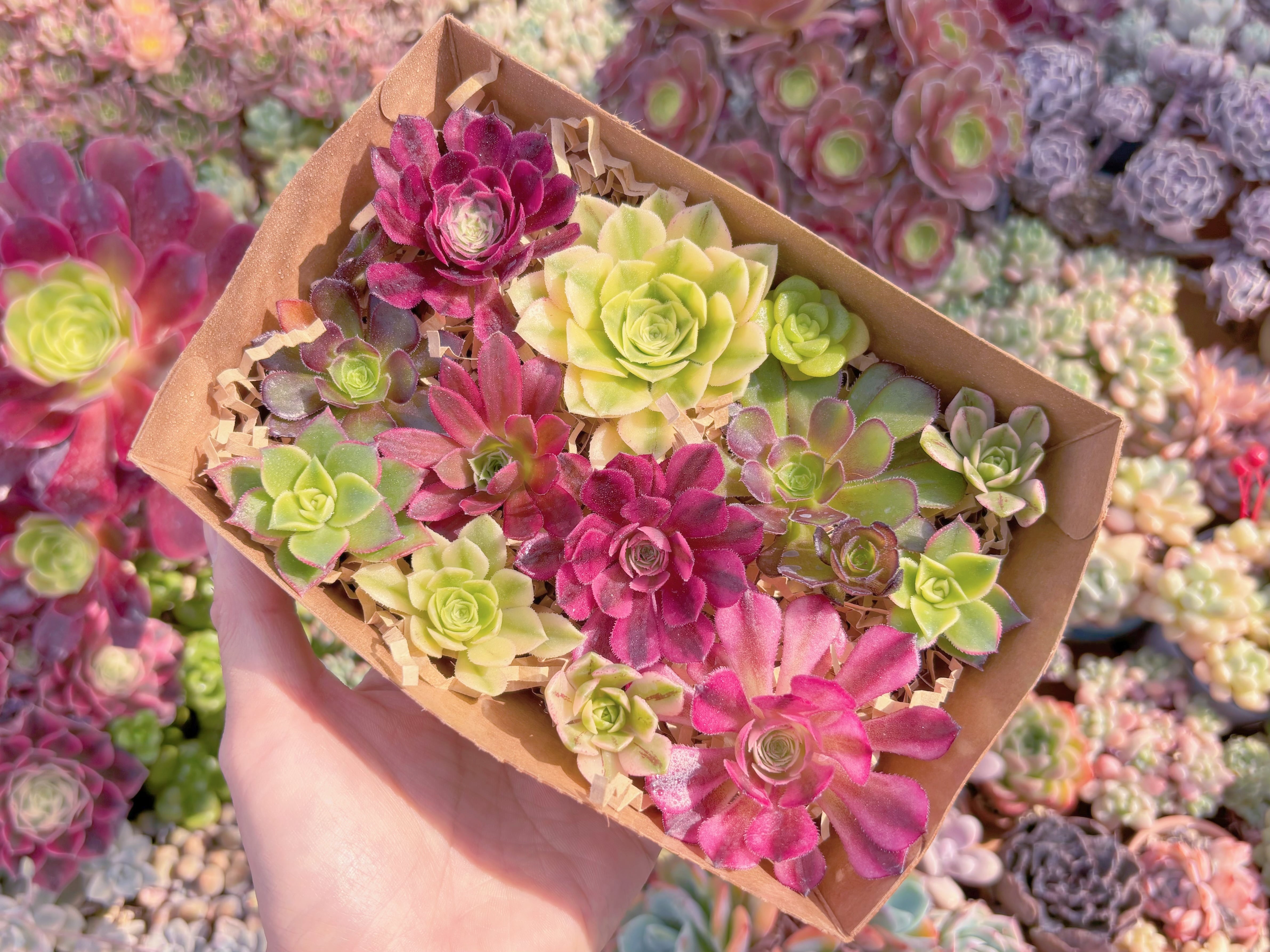 現品　寄せ植えセット#F246　17×4.5×11.5cm　るる農園