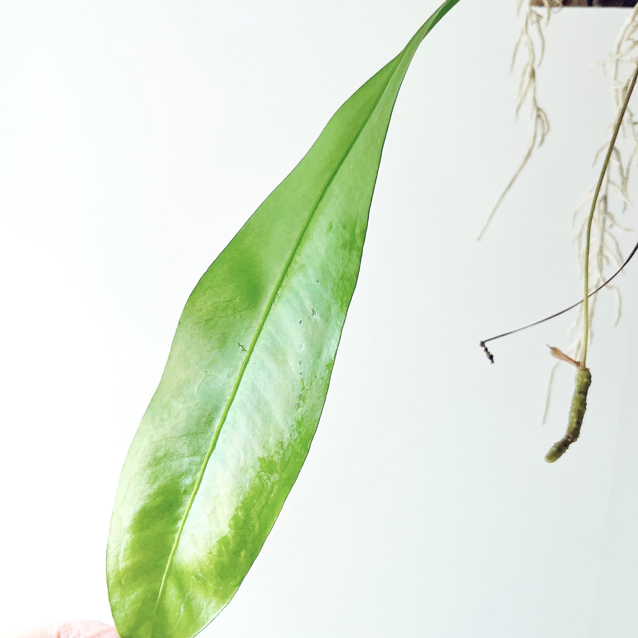 アンスリウム グラシレ 苔玉 板付 観葉植物 calm cafe | calm cafe☕️
