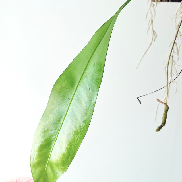 アンスリウム グラシレ 苔玉 板付 観葉植物 calm cafe