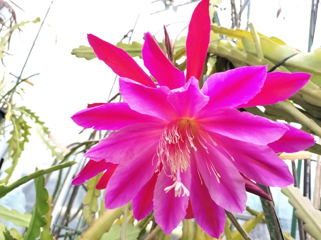 Epiphyllum hybrid 'Pegasus'　鉢直径１１．５ｃｍ　あんどん仕立て