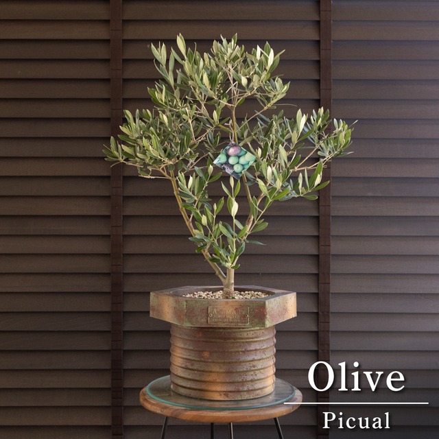 創樹 Olive オリーブの木 4号 SOUJU Nevadillo blanco ネバディロブランコ オリーブ 陶器鉢 0517WH